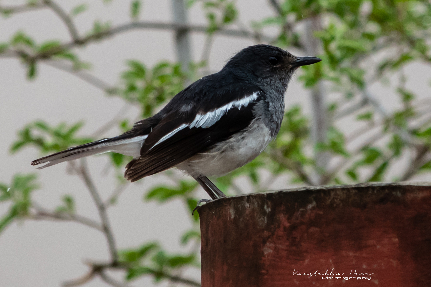 Oriental Magpierobin