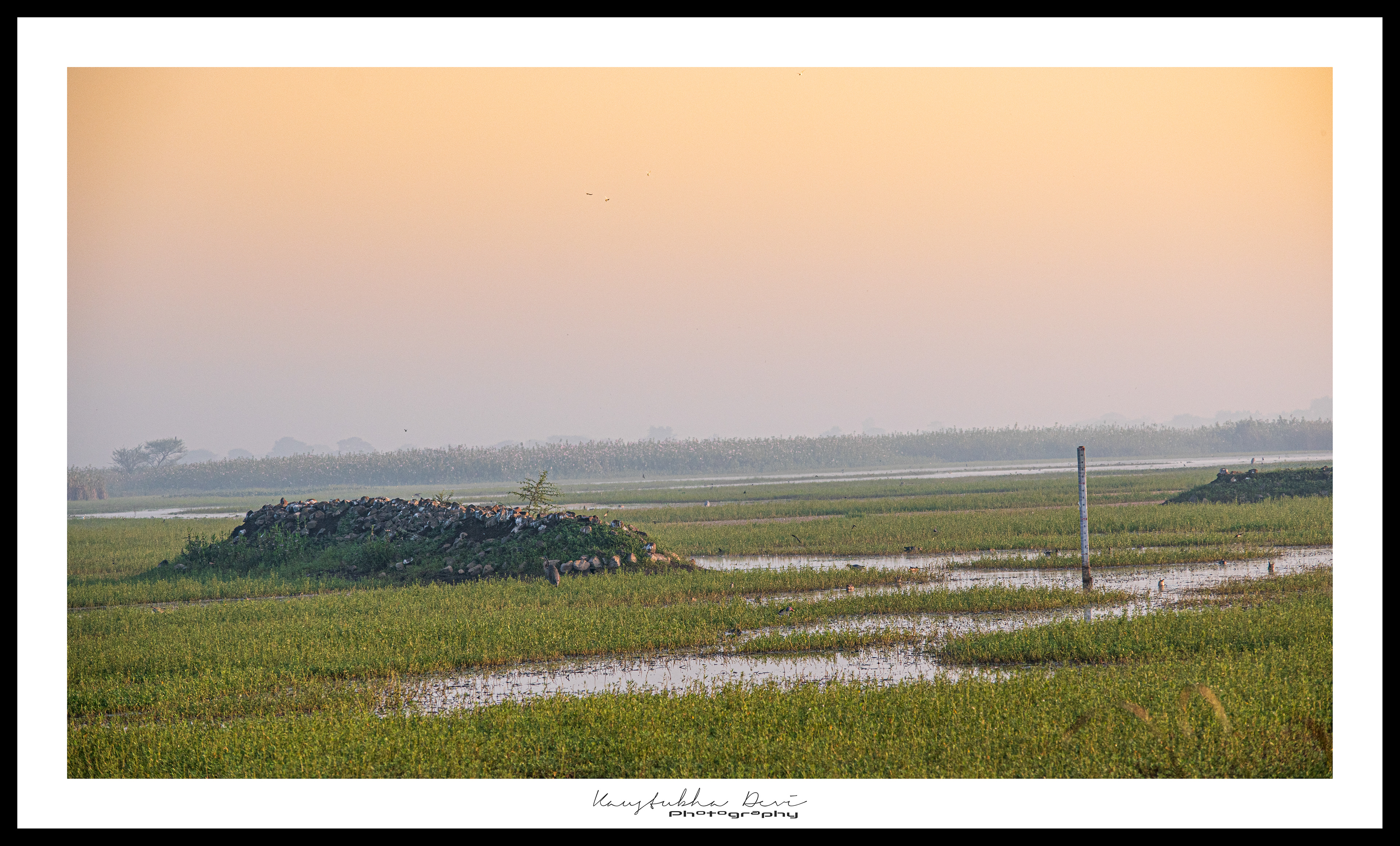 Nandurmadhaymeshwar Bird Sanctuary  