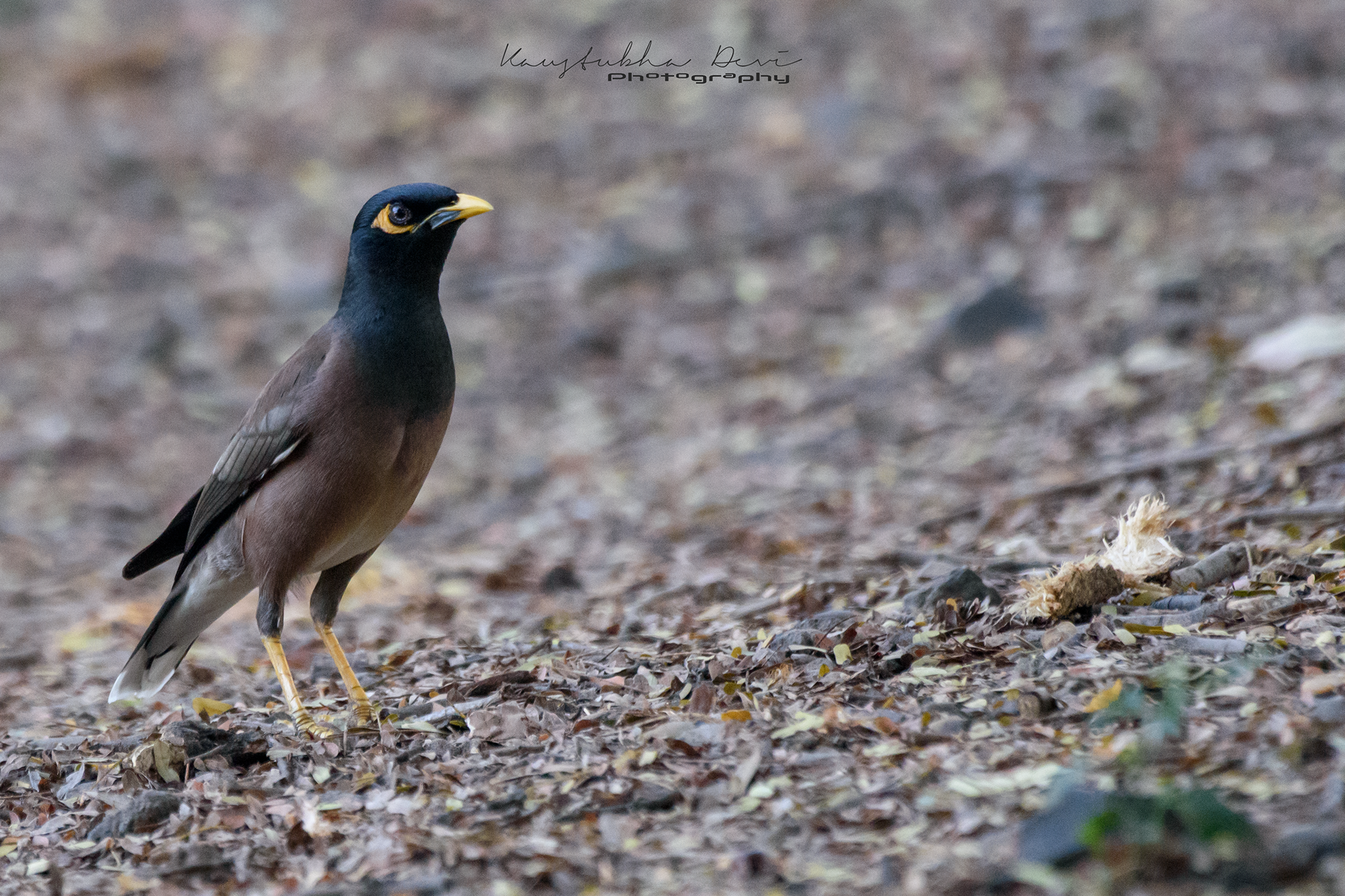 common Myna