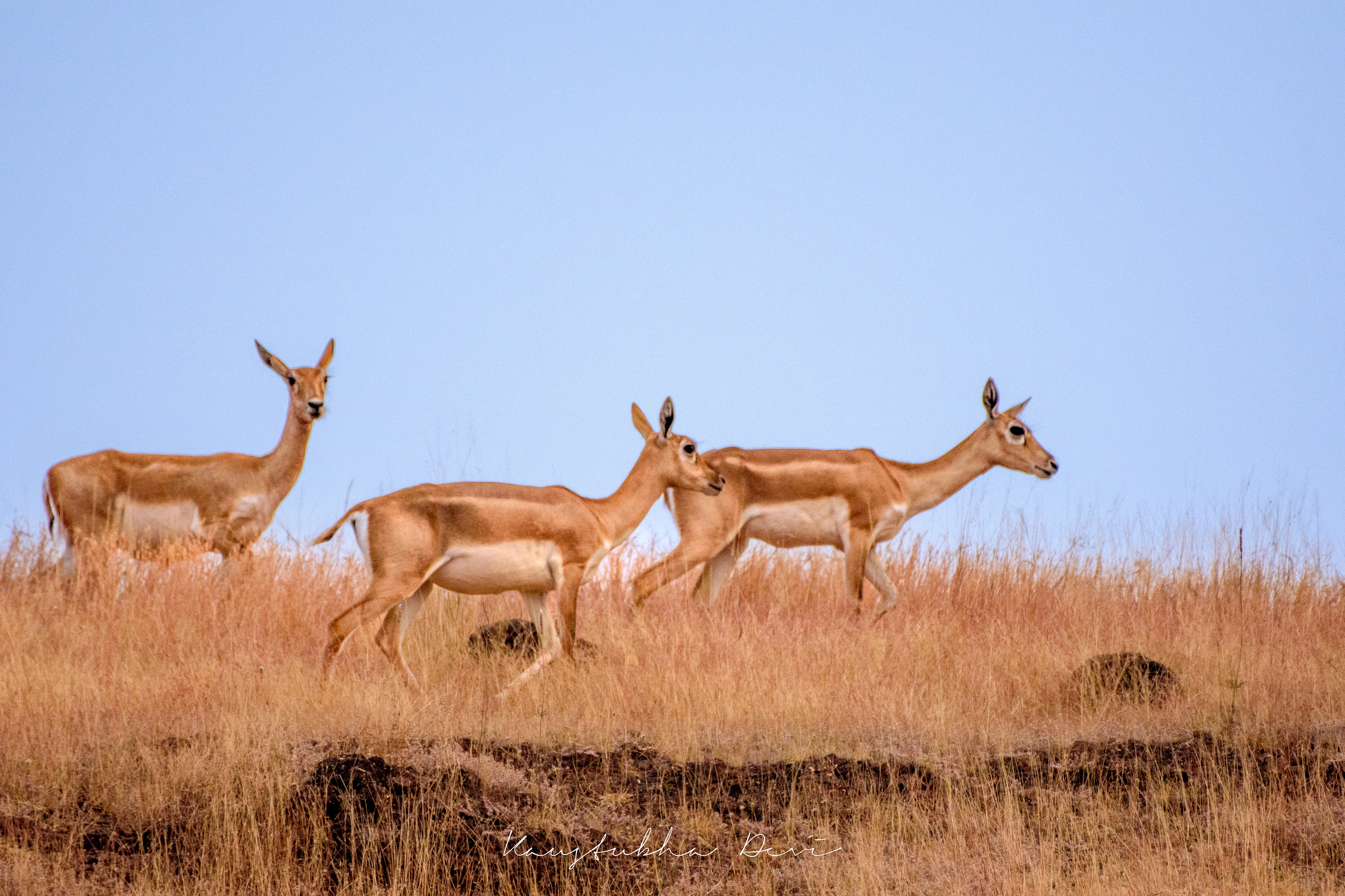 Indian Blackbuck @ Mamdapur Yewola 