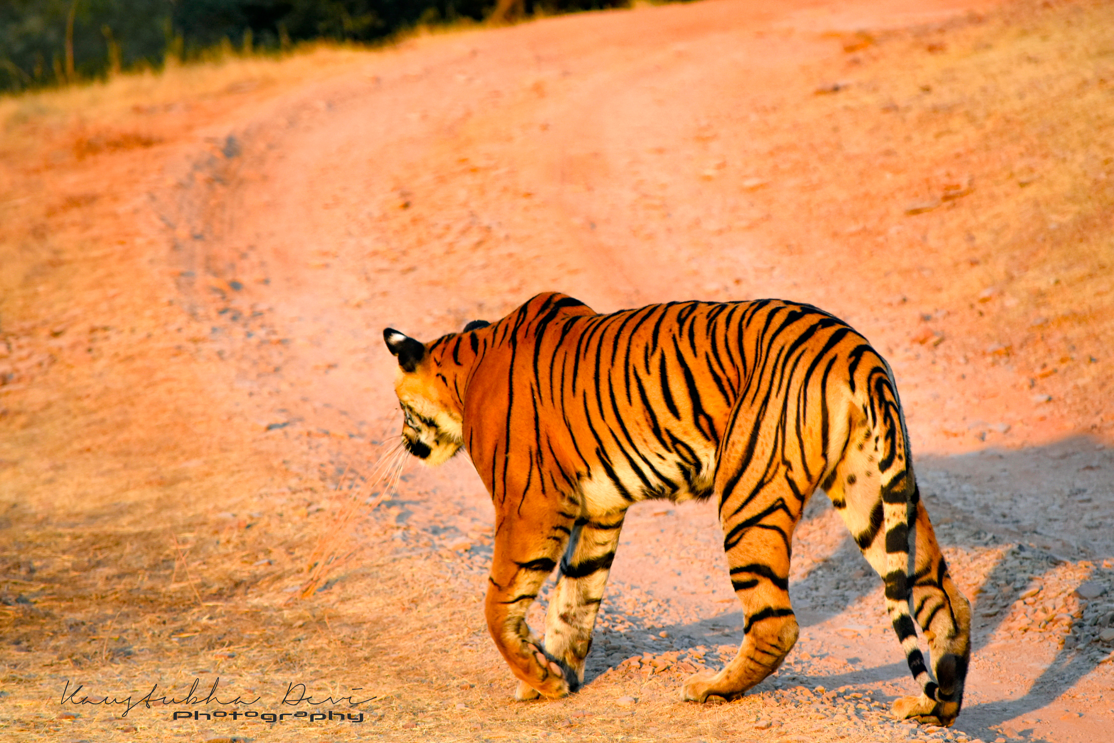 Indian Tiger @ Ranthambore