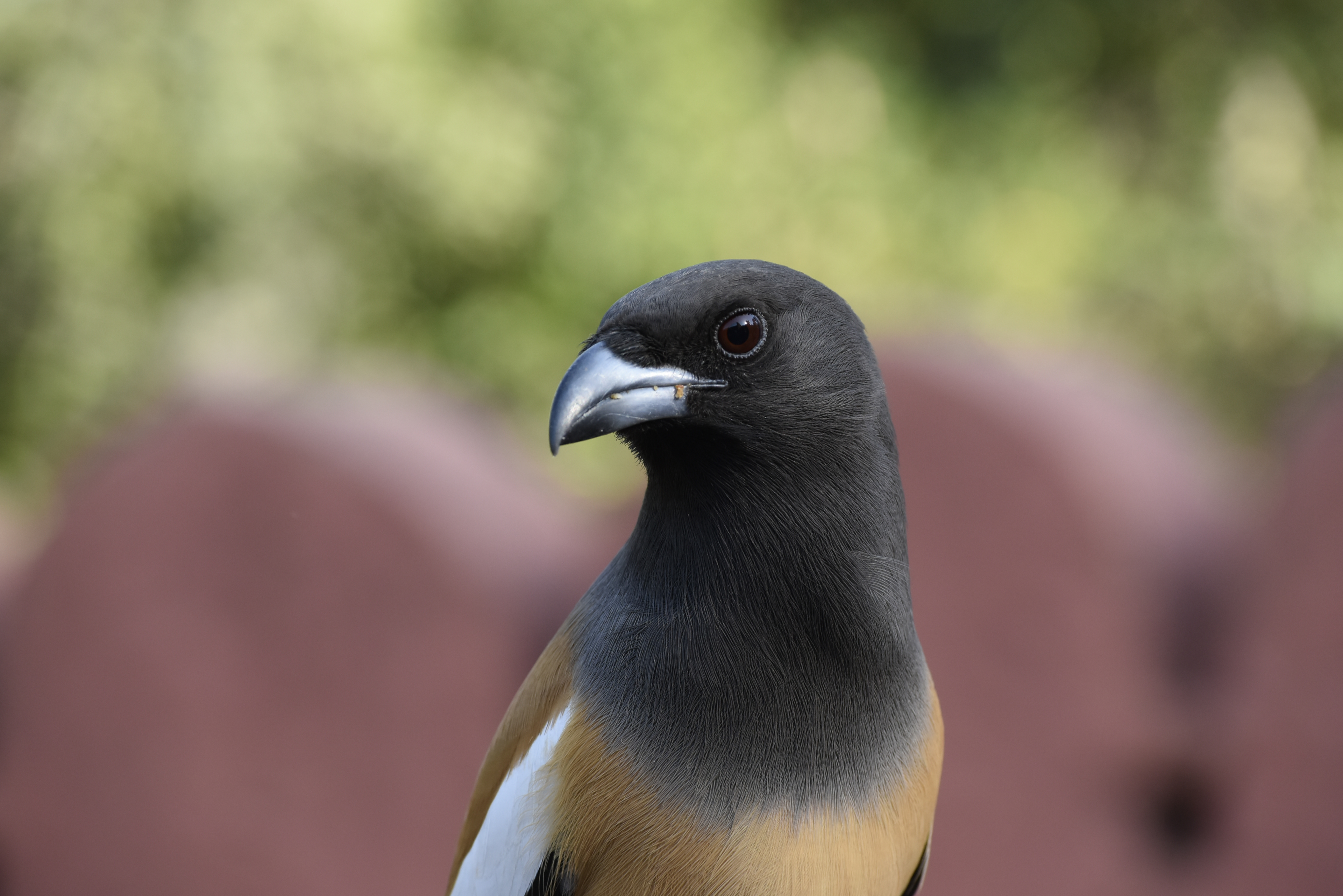 Rufous Treepie from Jungle of Ranthambore