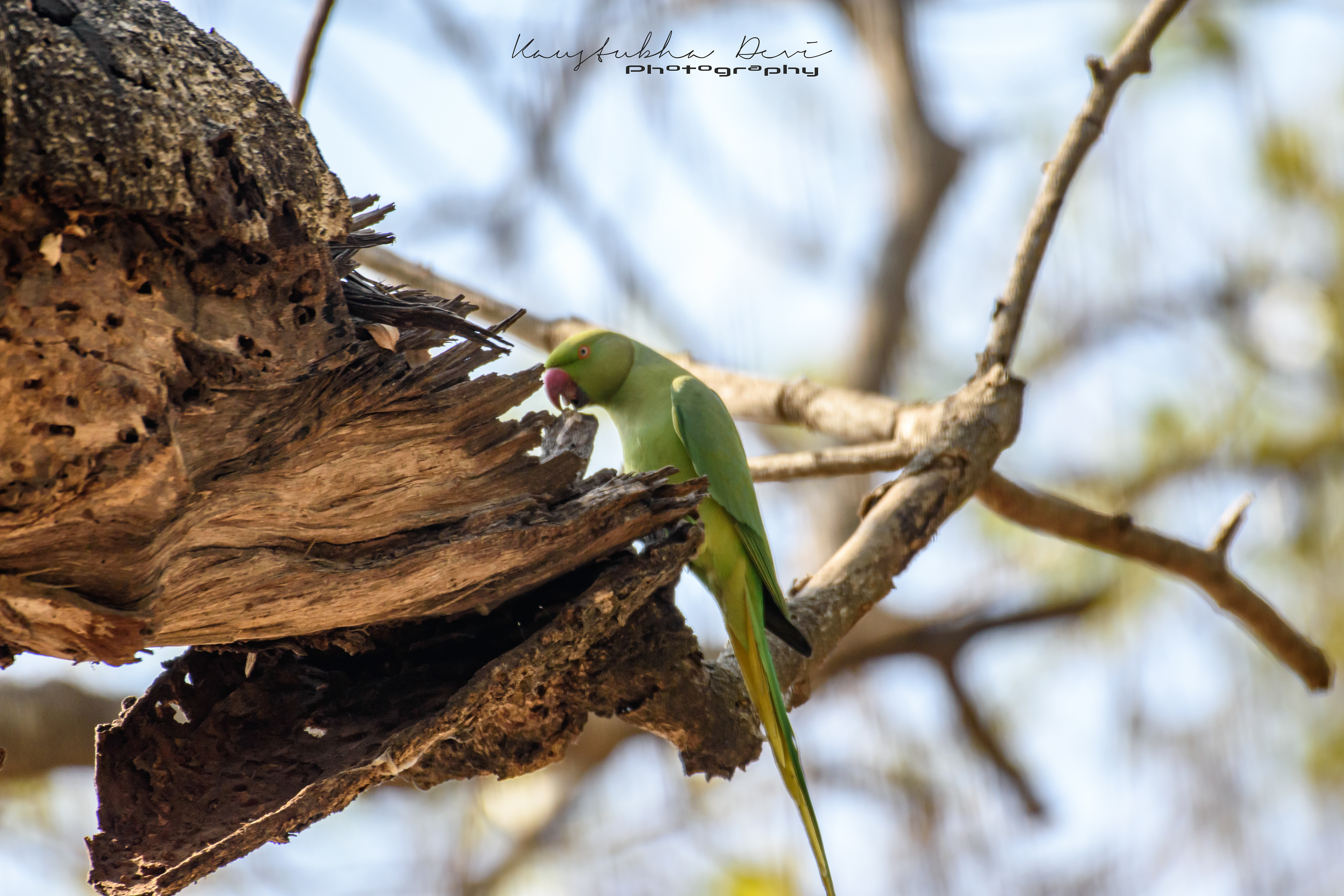 Indian Parakeet