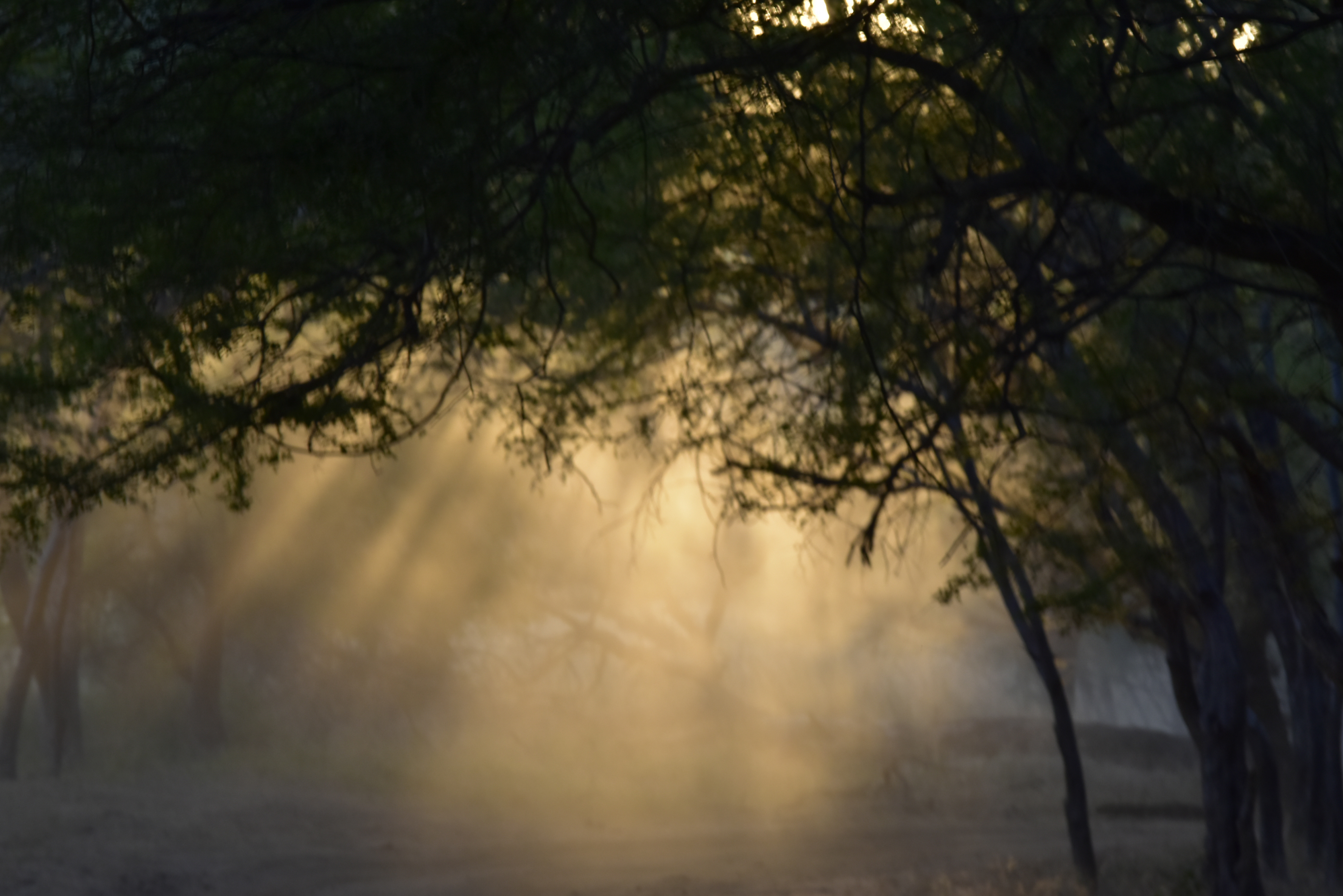 Evening Mist @ Ranathambore Forest 