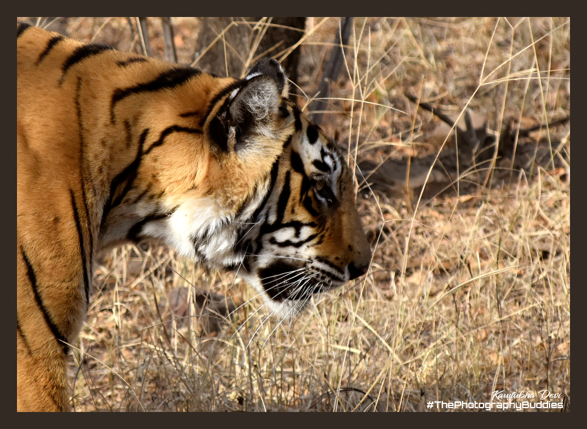 Indian Tiger @ Ranthambore