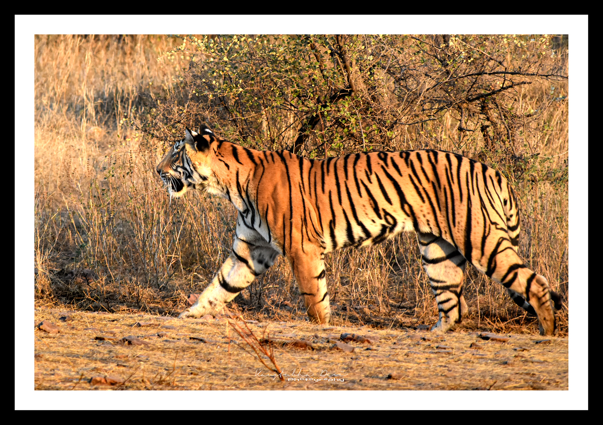 Indian Tiger @ Ranthambore
