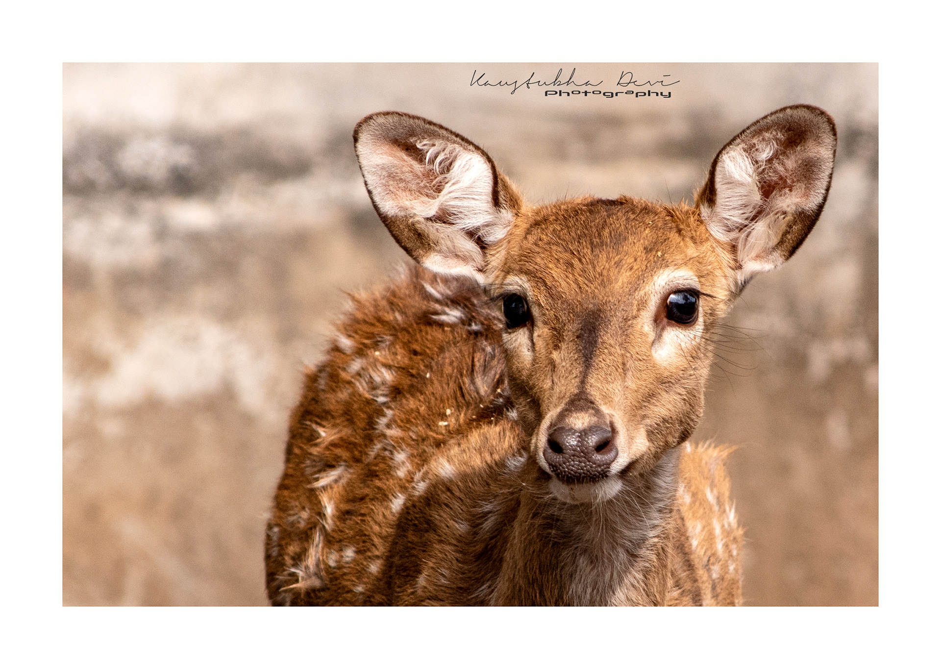Deer @ Ranthambore 
