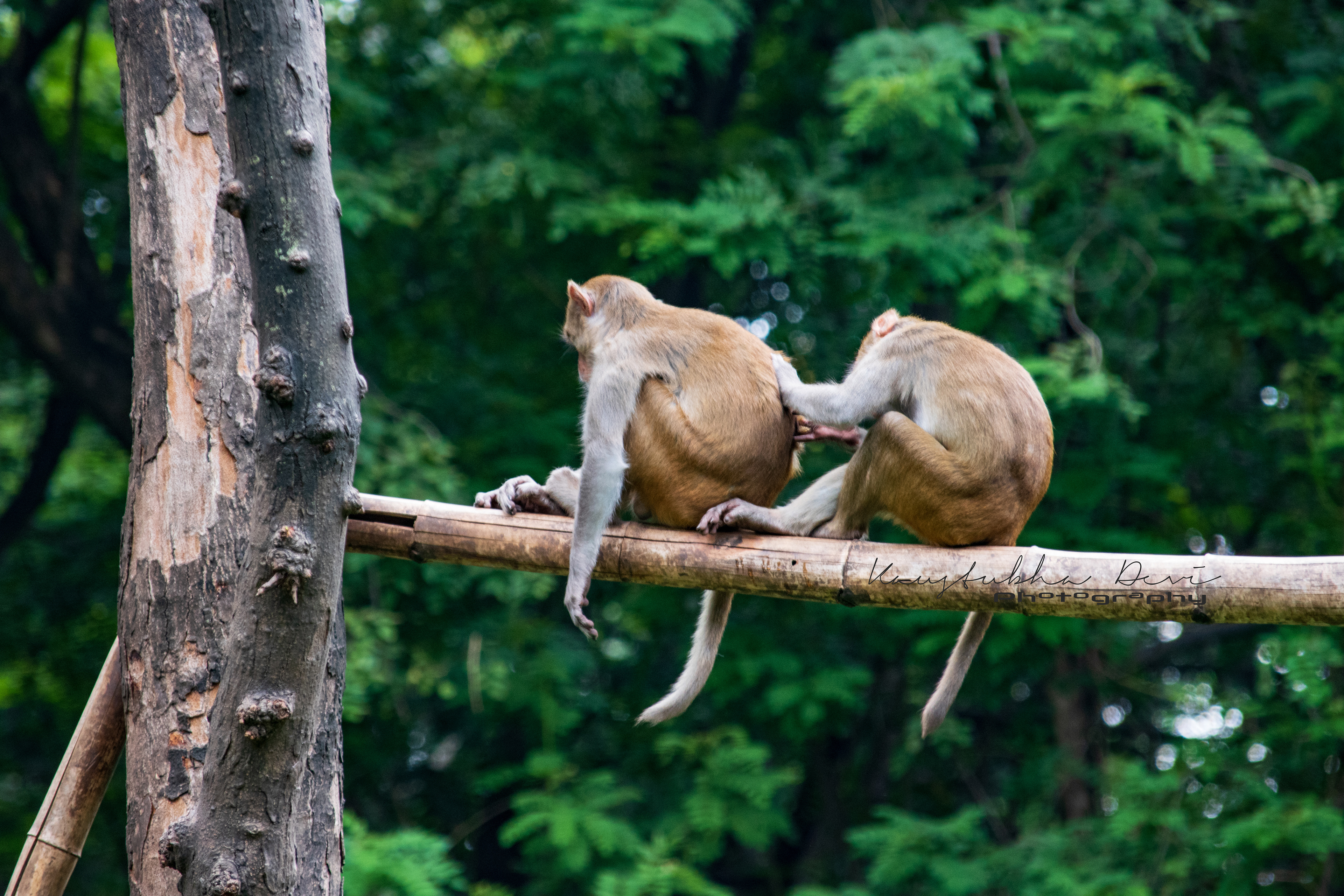 Langur " Monkey" @ Ranthambore