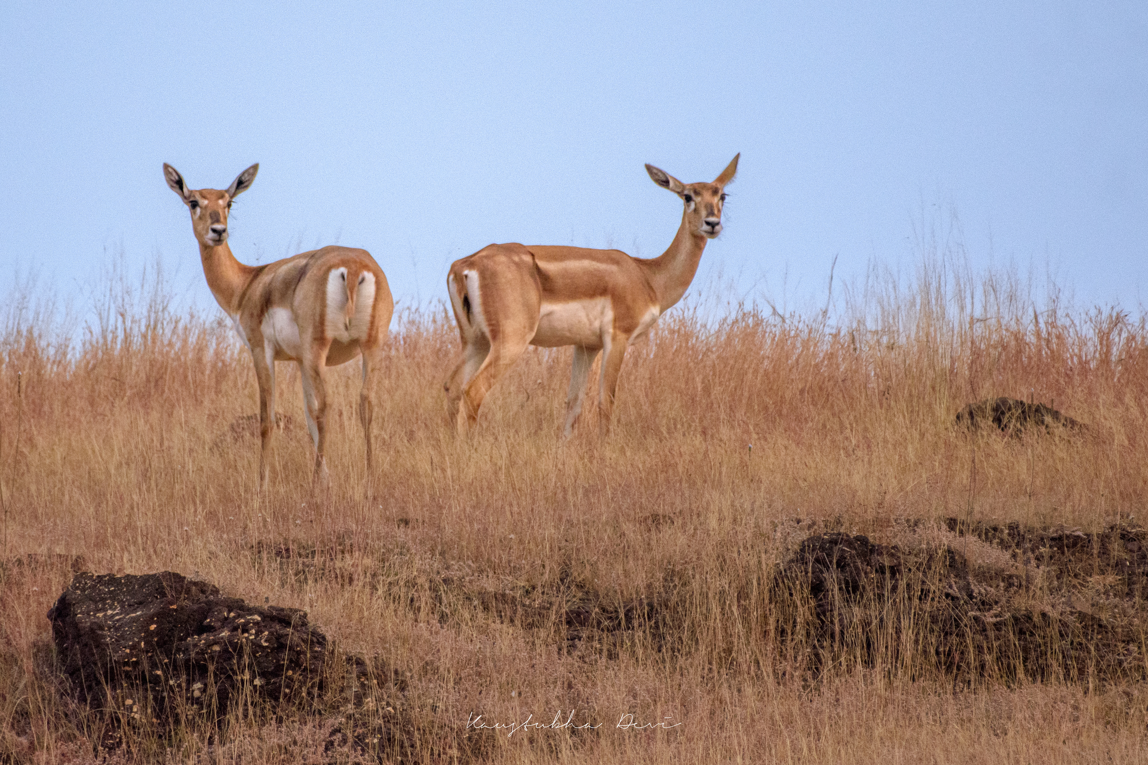 Indian Blackbuck @ Mamdapur Yewola 