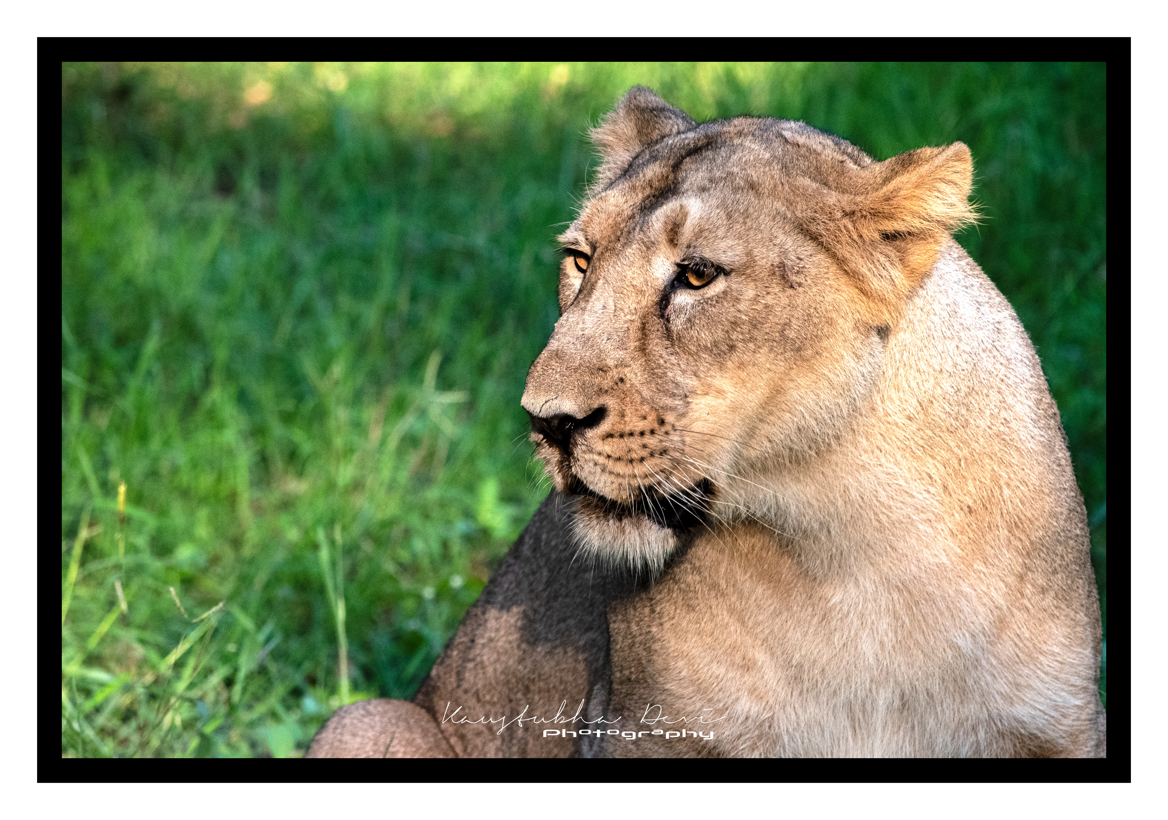 Asiatic Lion Gujarat