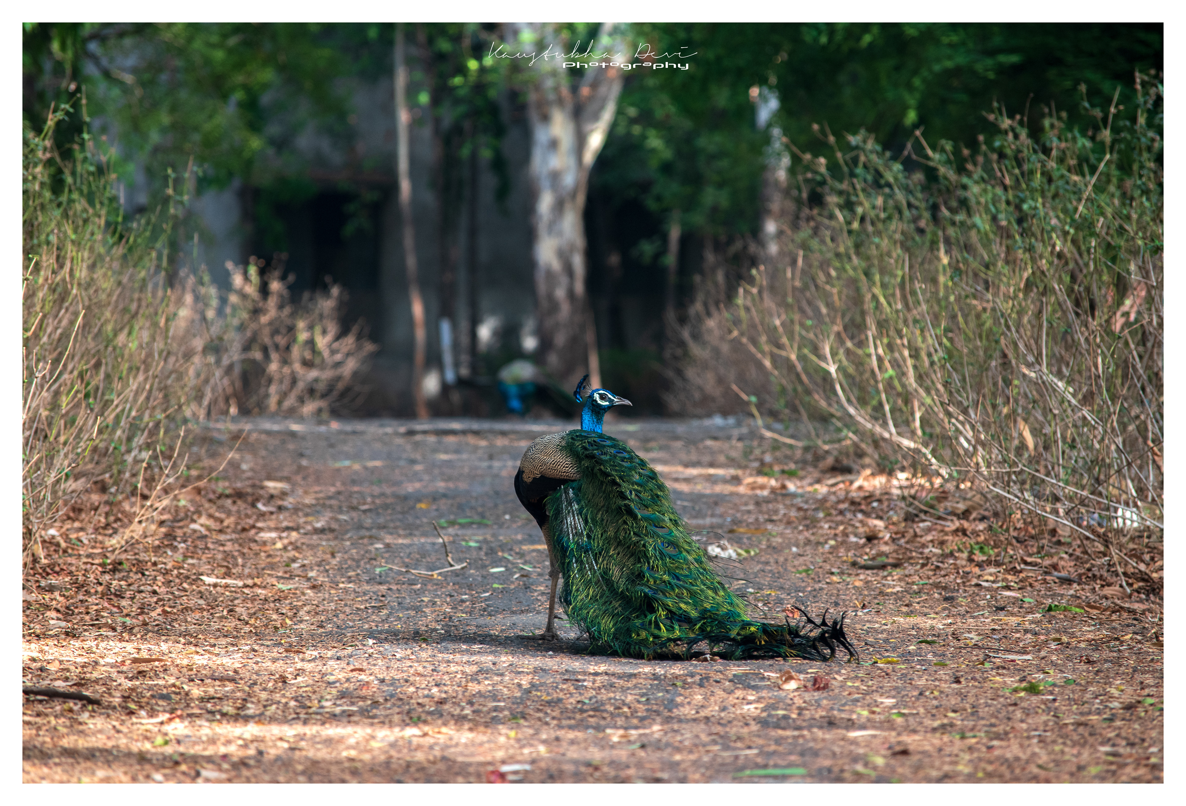 Indian Peaflow "Peacock"