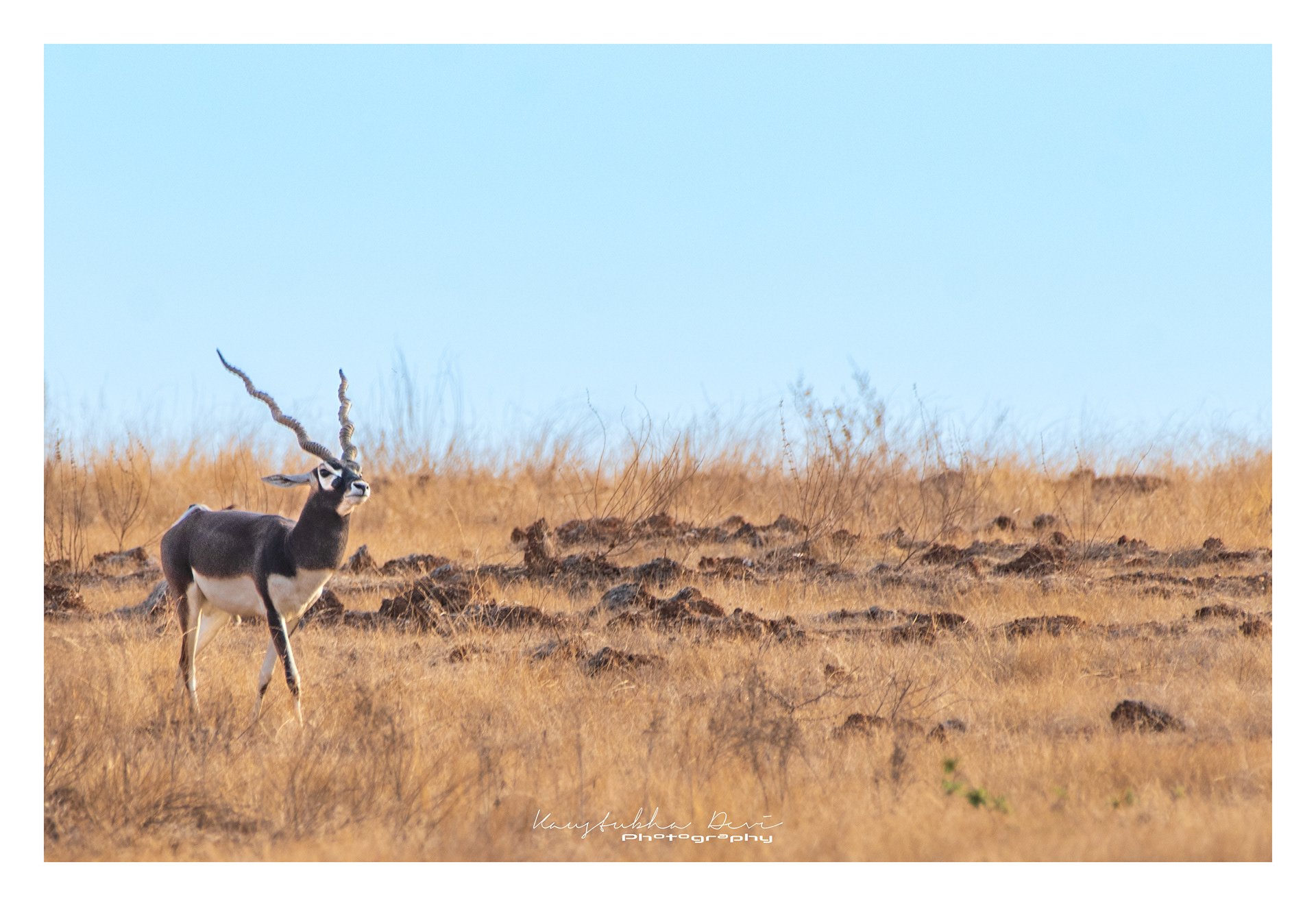 Black Buck 