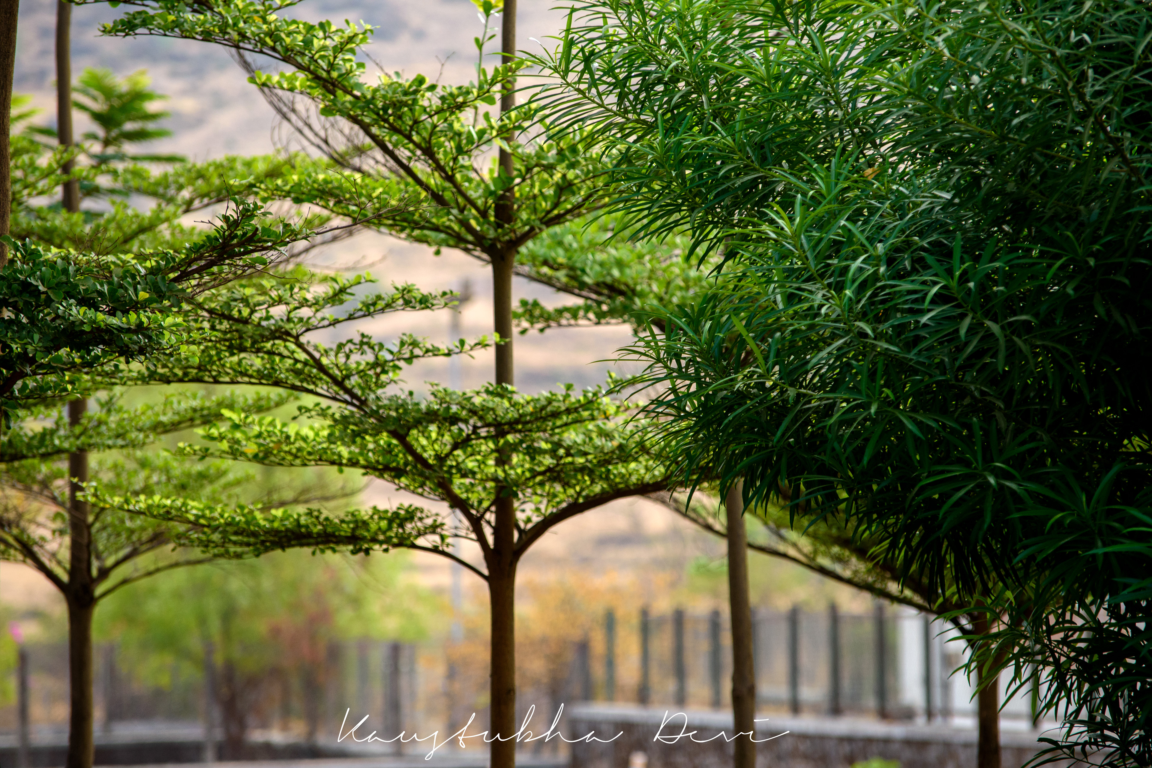 Trees with different looks