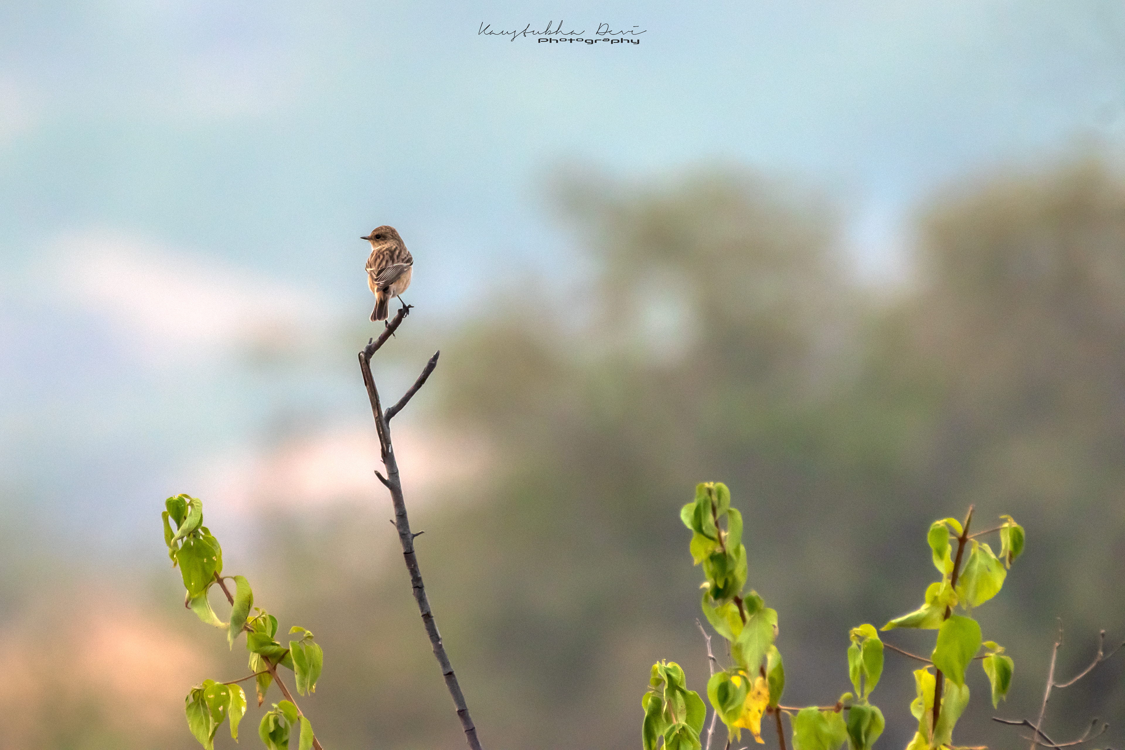 European Stonechat