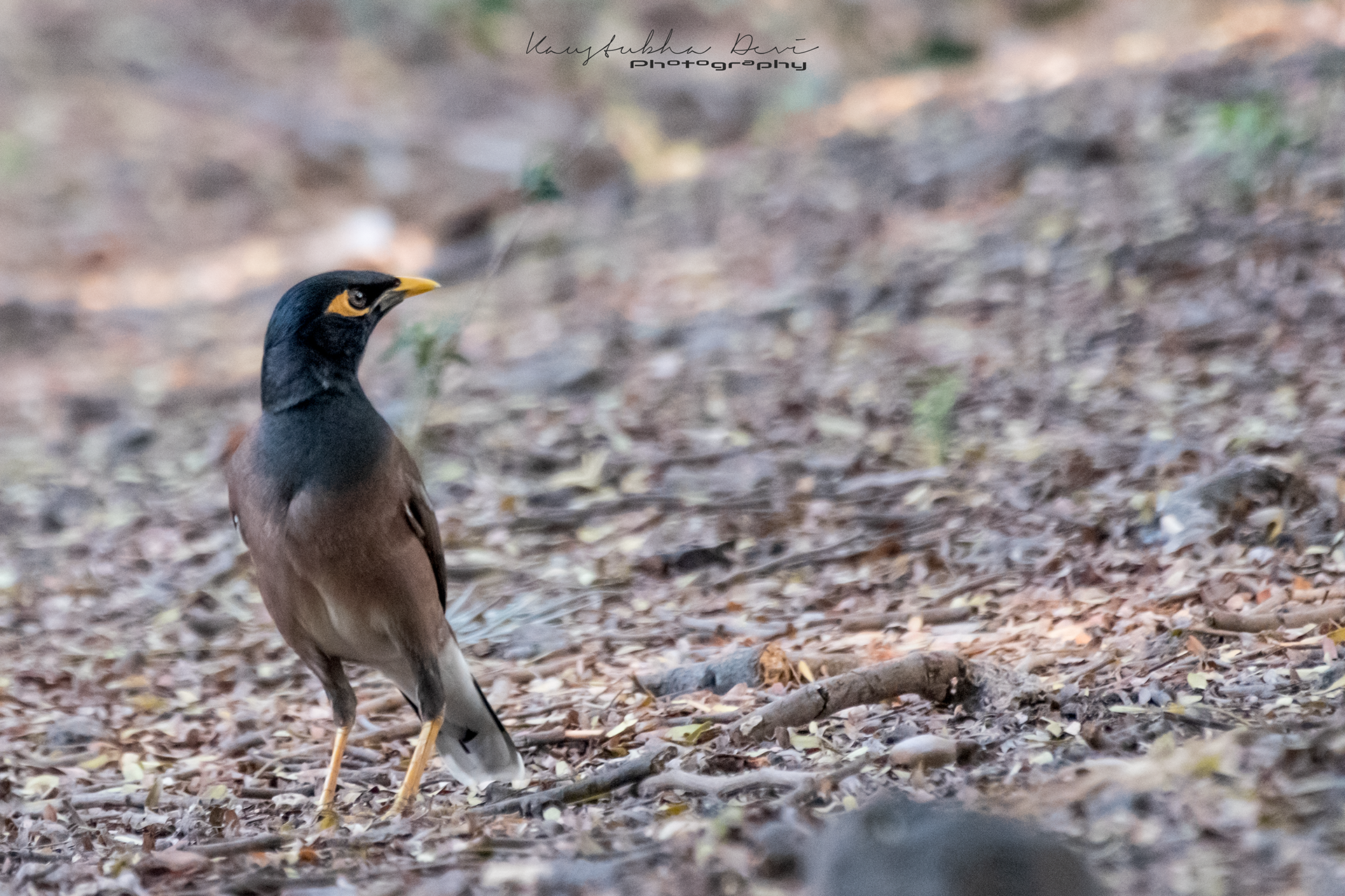 Common Myna