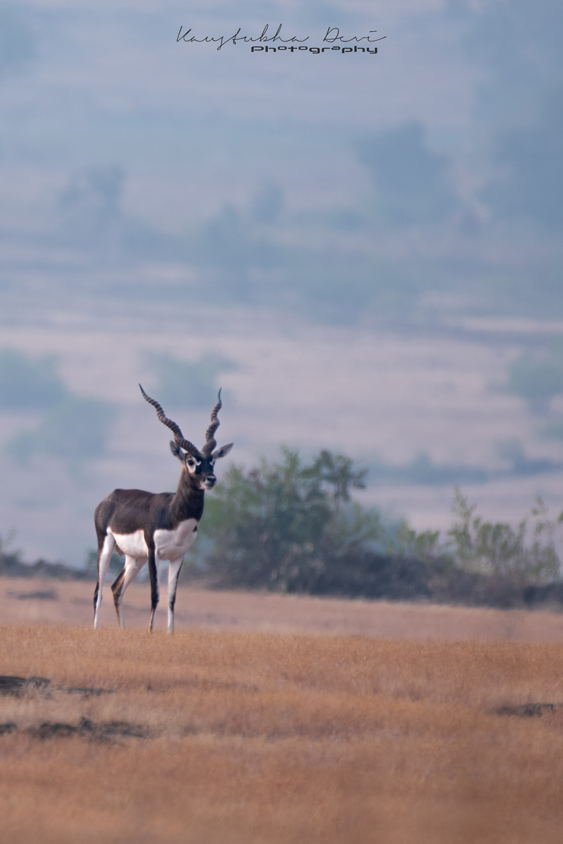 Indian Blackbuck Antelope @ Mamdapur Yewola 