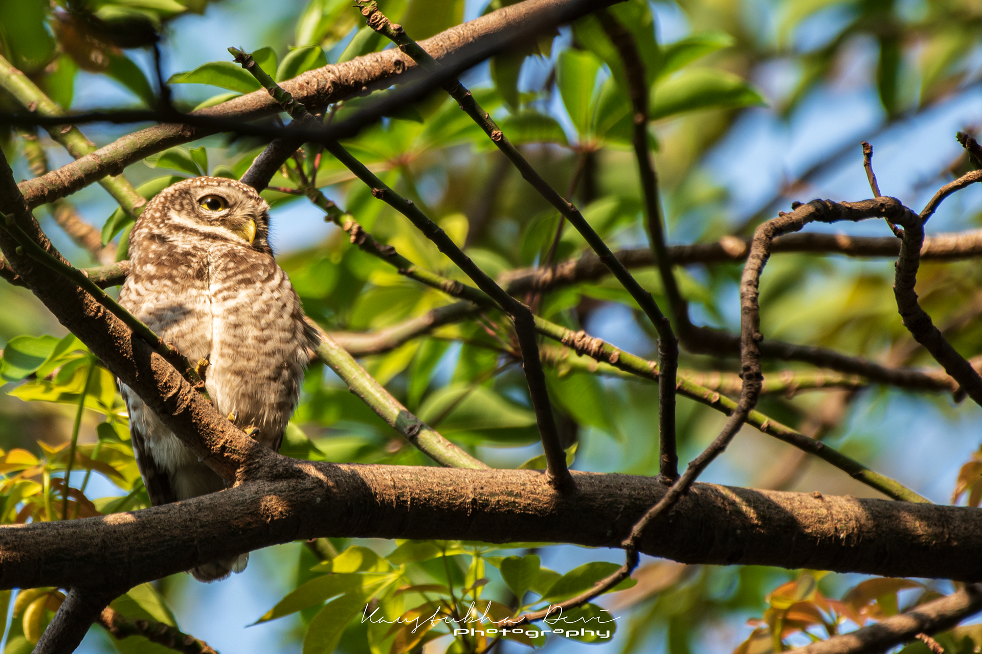 Spotted Owlet