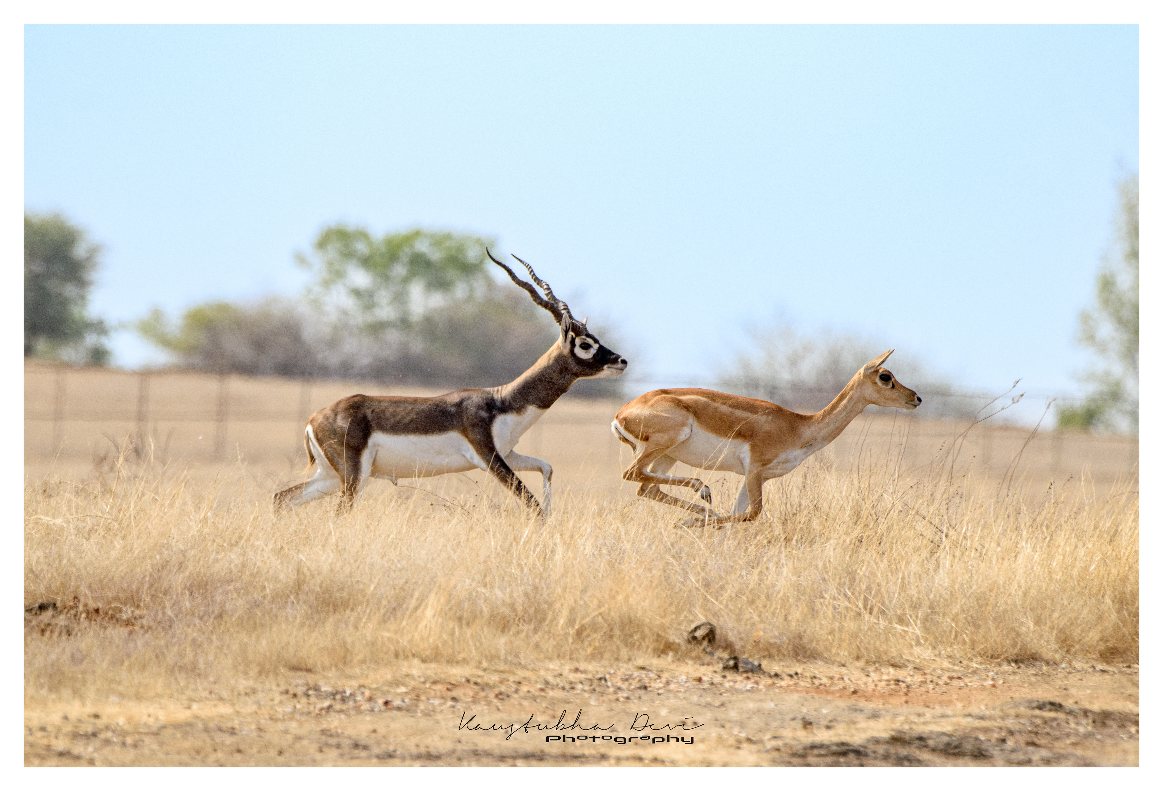 Black Buick Male Female Running