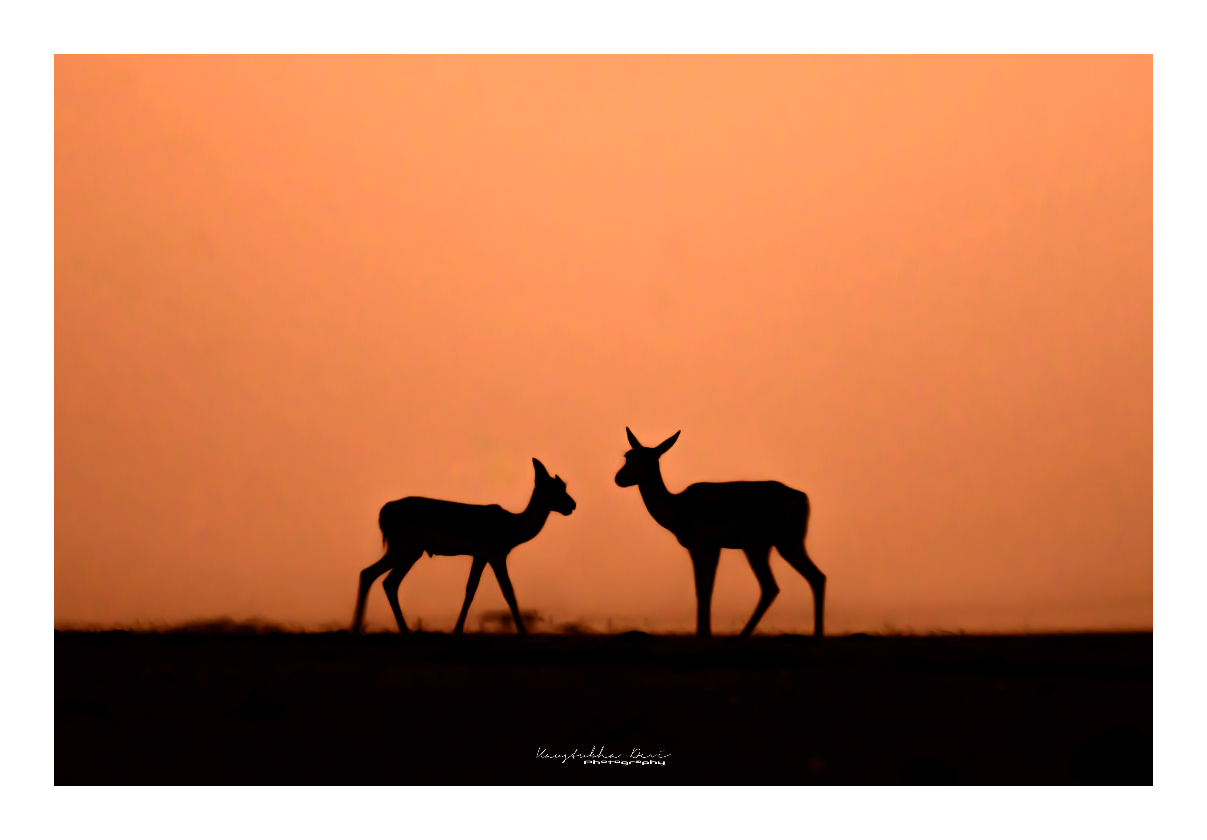 Seloutet Black Buck @ Mamdapur Reserve Yewola 