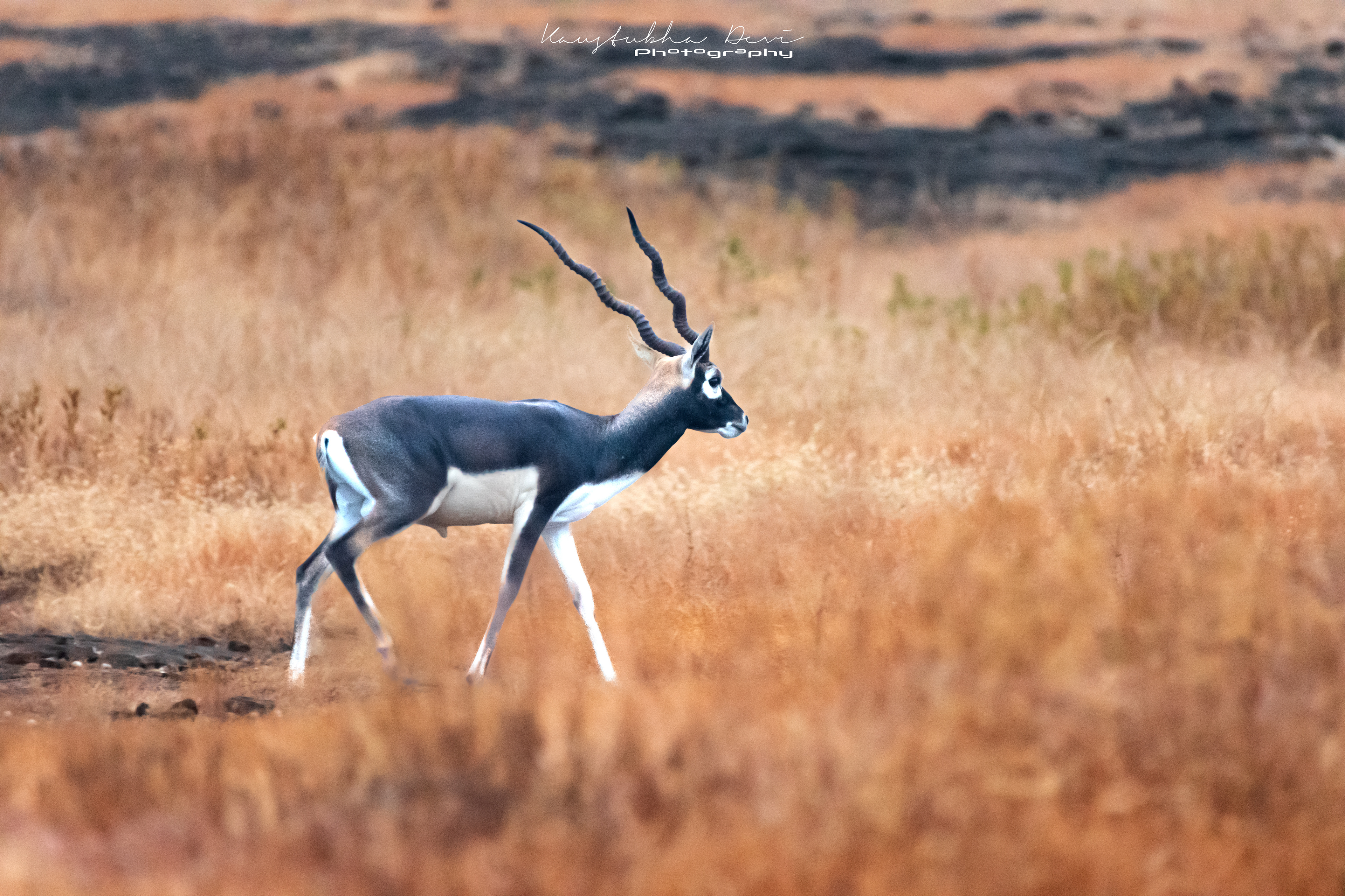Indian Blackbuck Antelope @ Mamdapur Yewola 