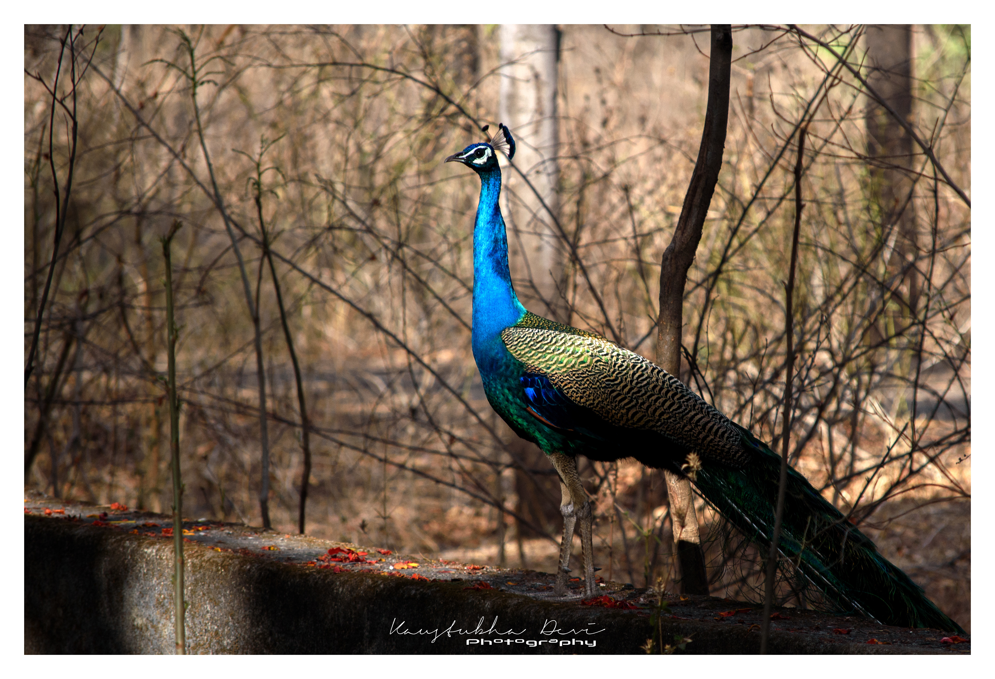Indian Peaflow "Peacock"
