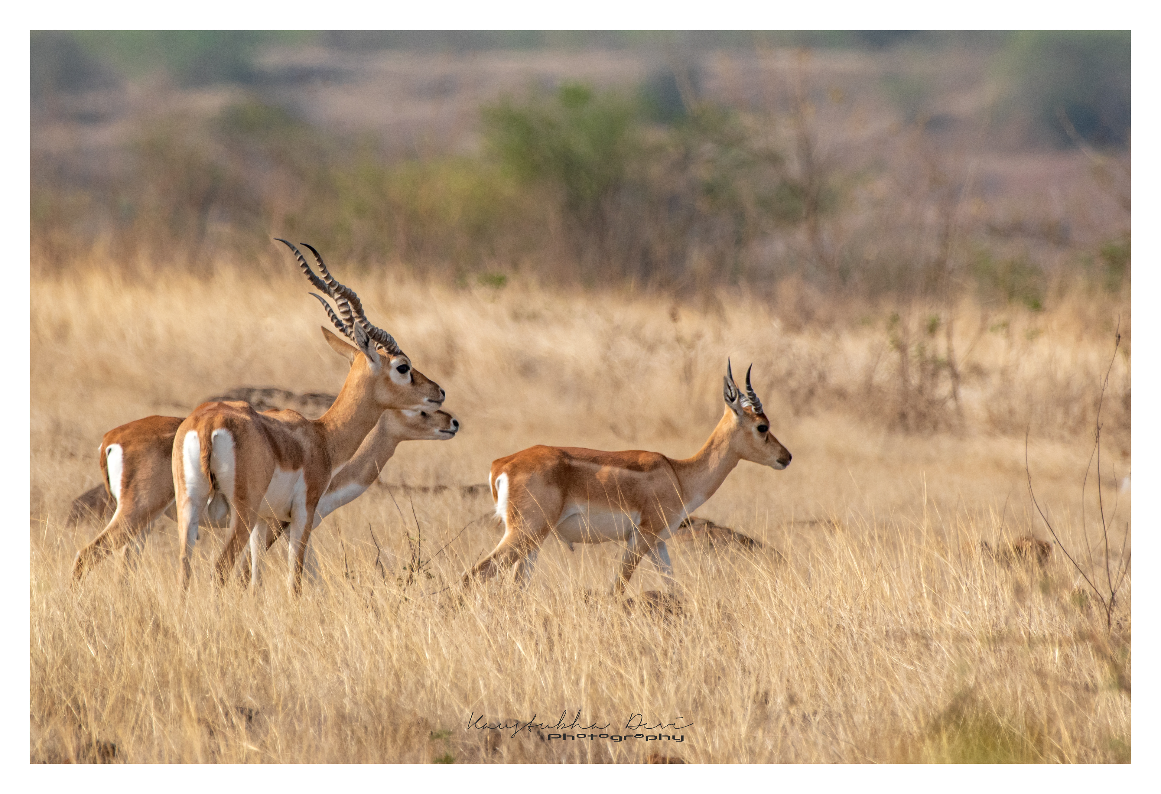 Group Indian Blackbuck @ Mamdapur Yewola 