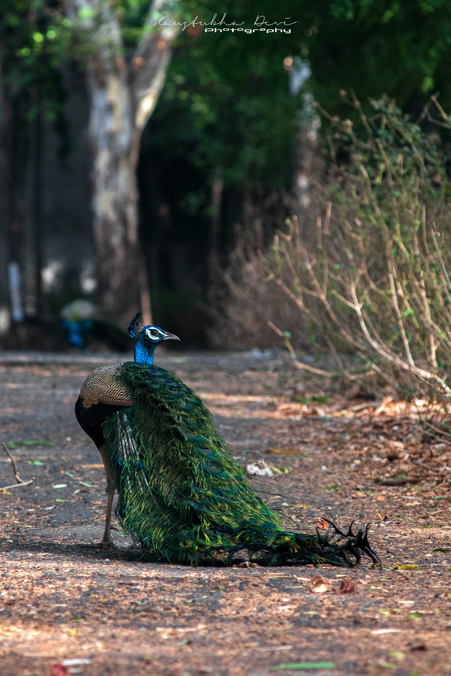 Indian Peaflow "Peacock"