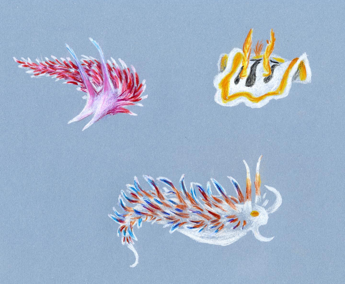 "Sea slugs" - Coloured pencils