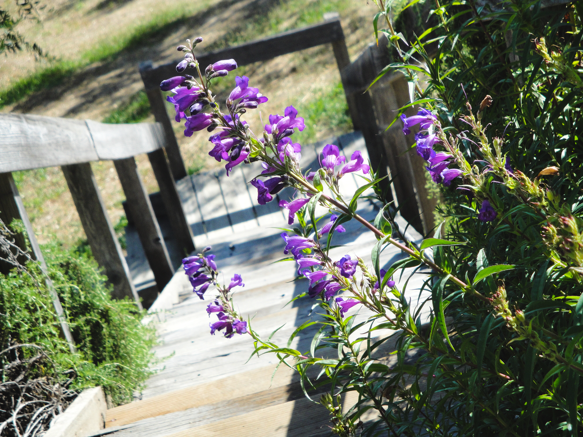 steps to the vineyard