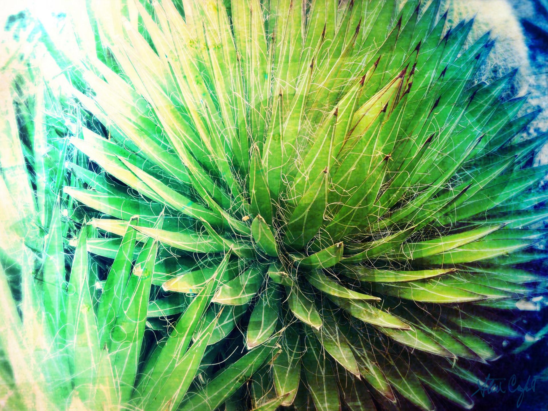 the artichoke of flowering plants