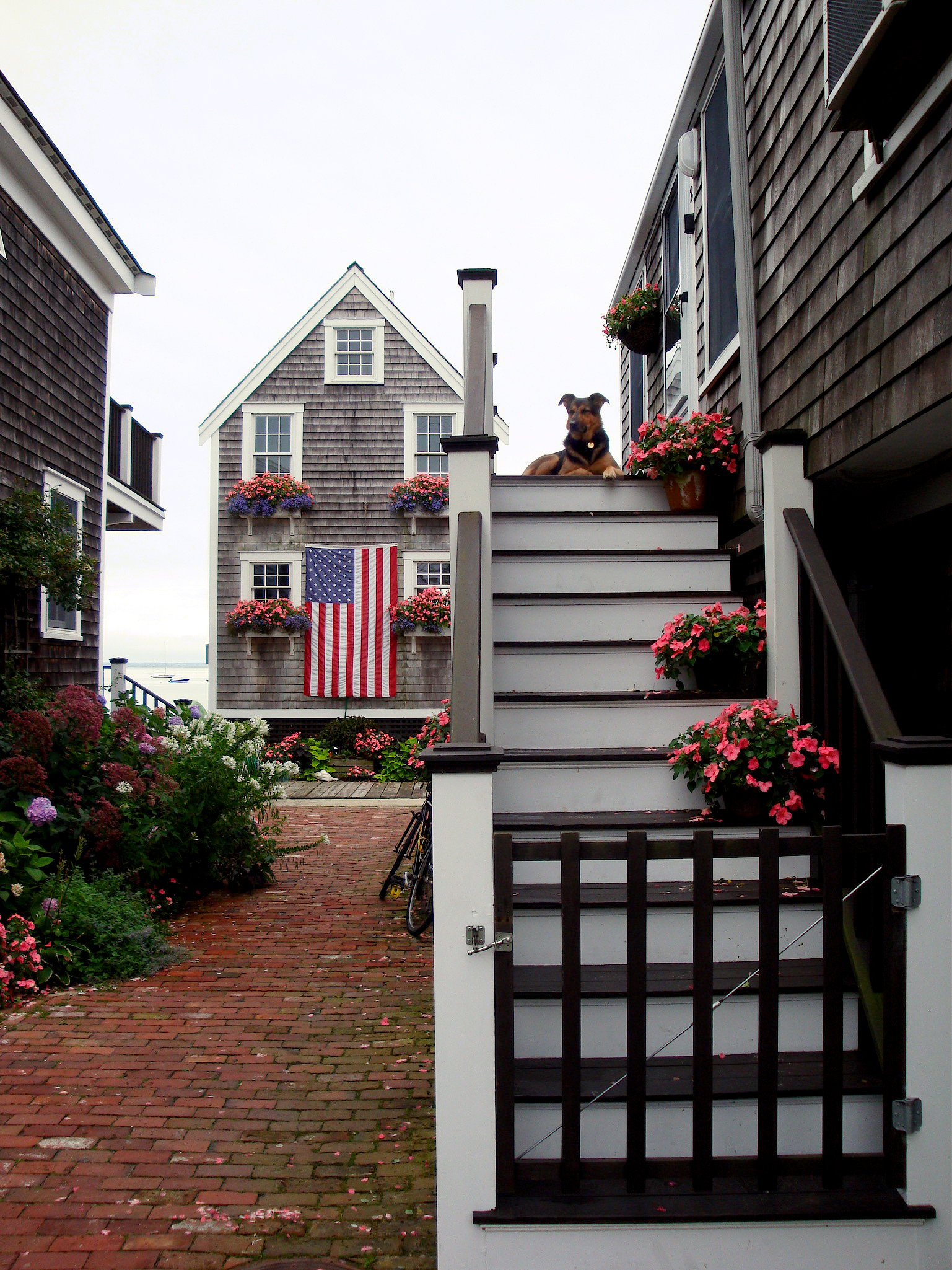 Provincetown K9 Watch