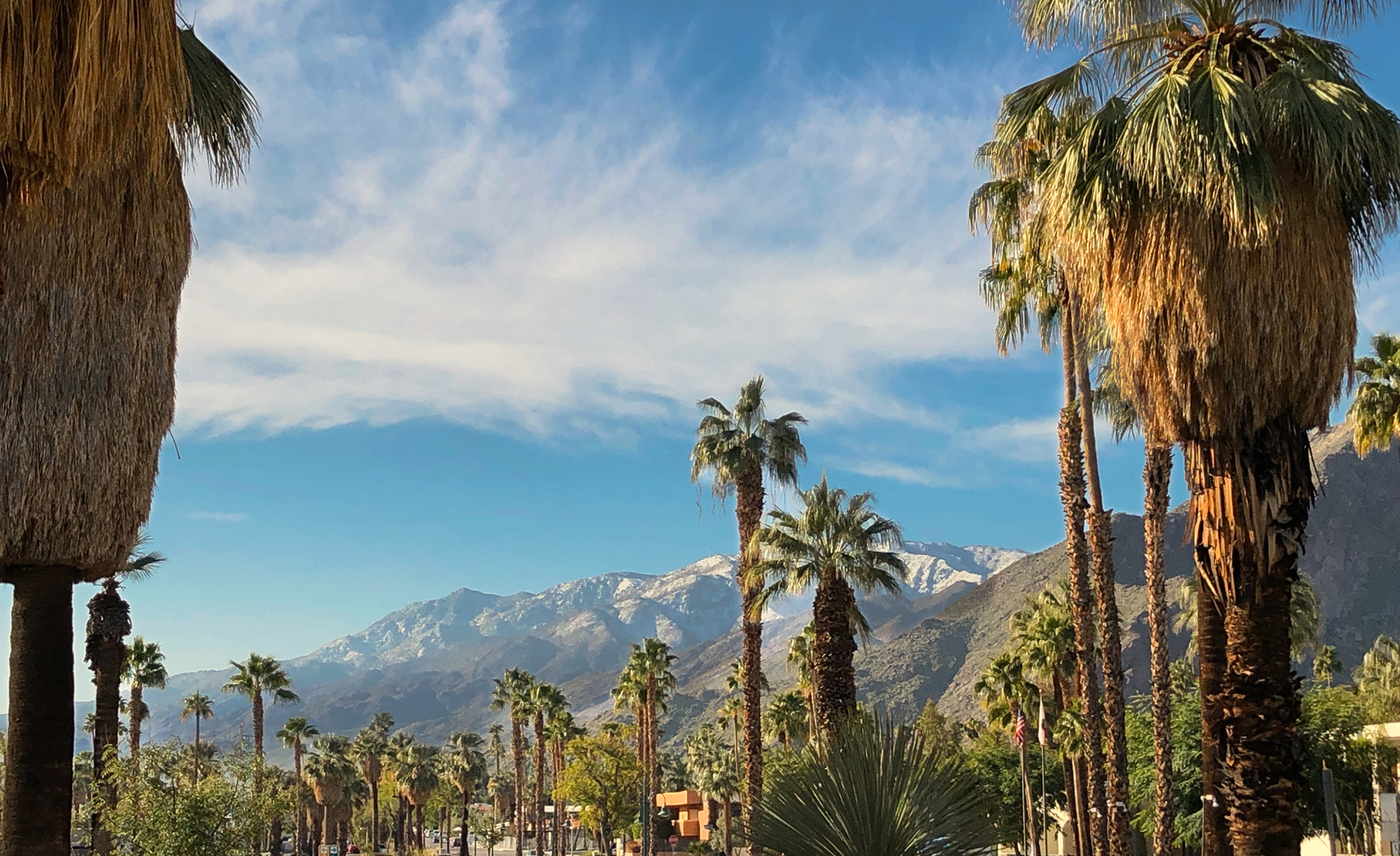 palms of the springs