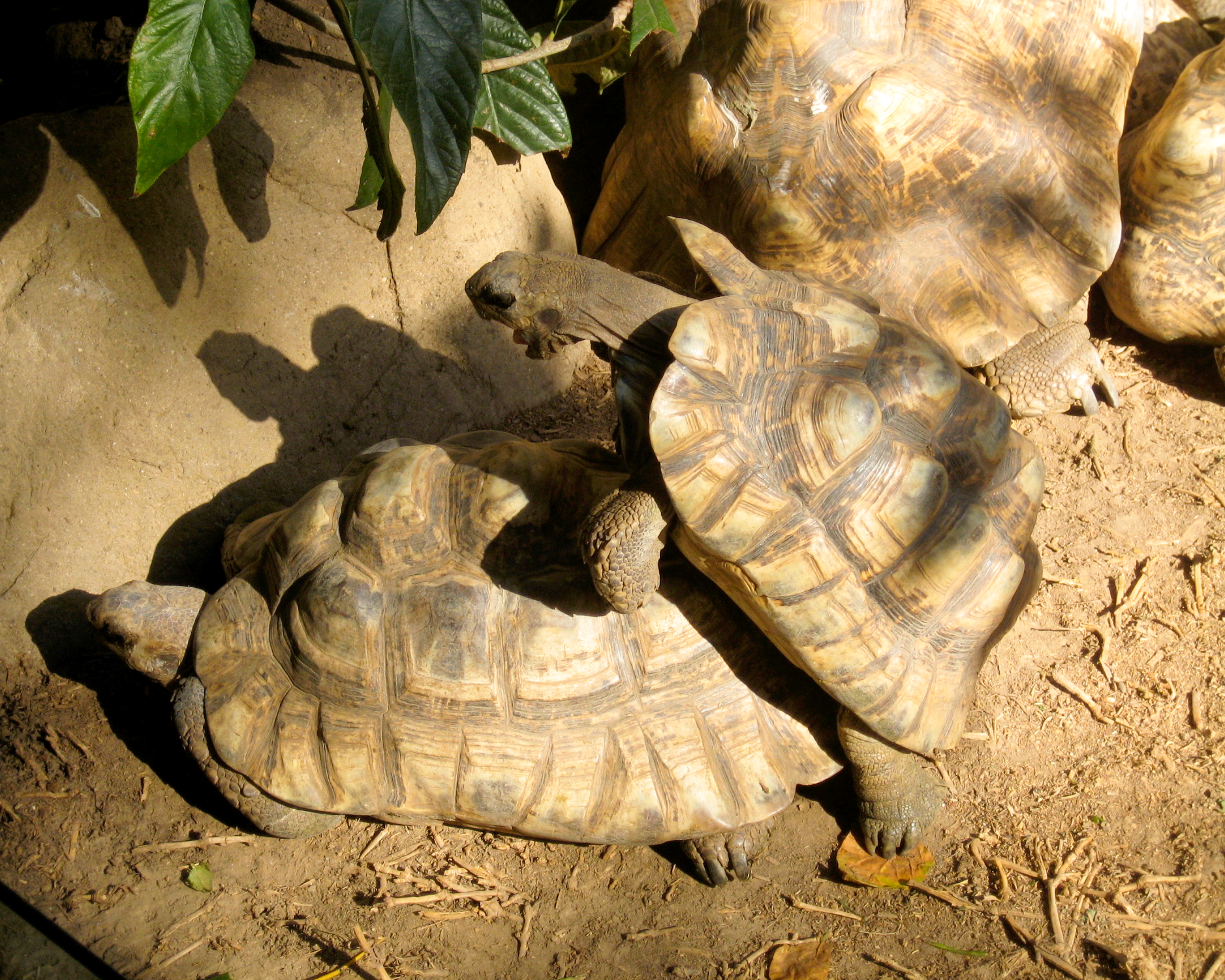 nature is a dirty girl