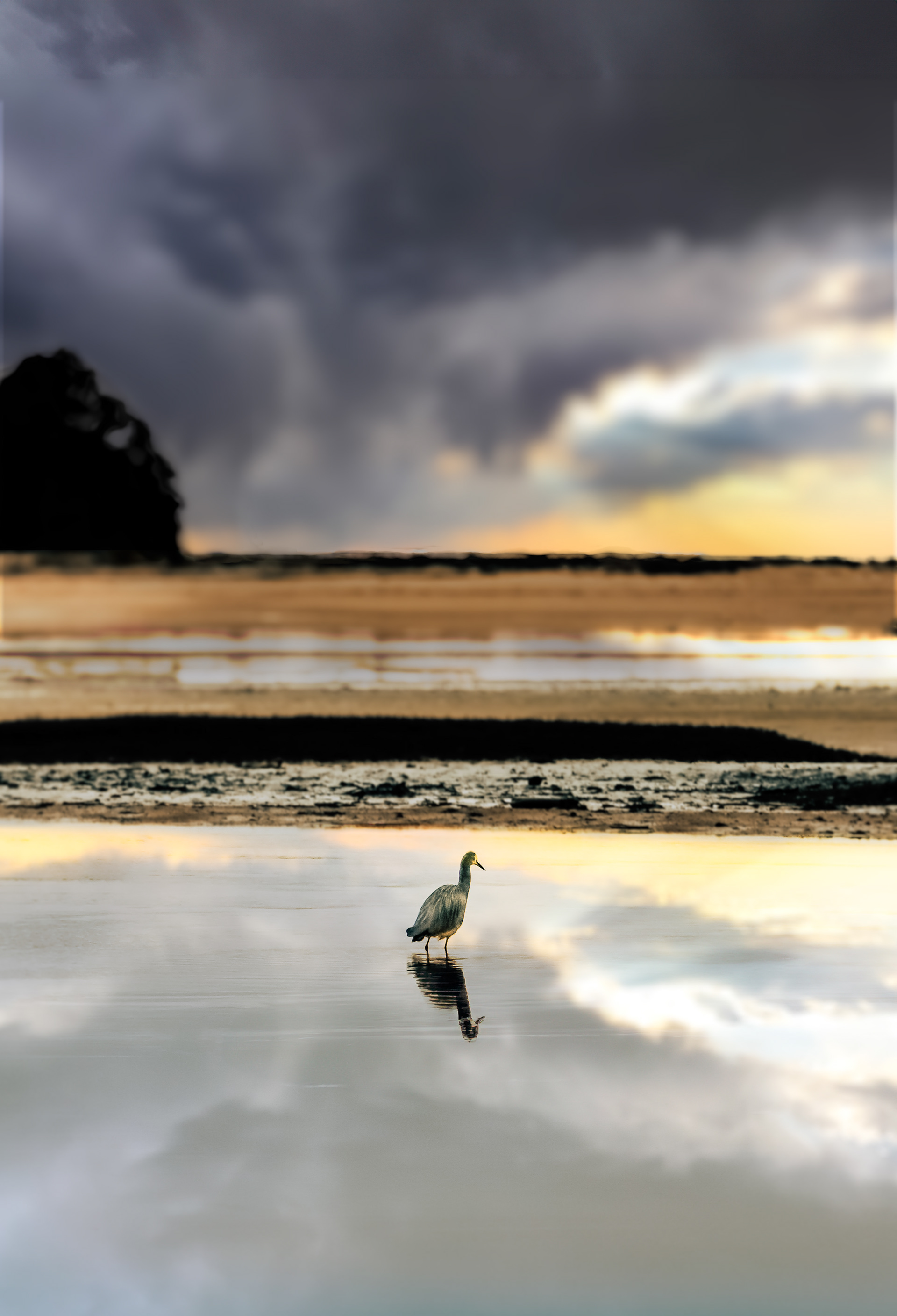 Grey Heron, Marahau