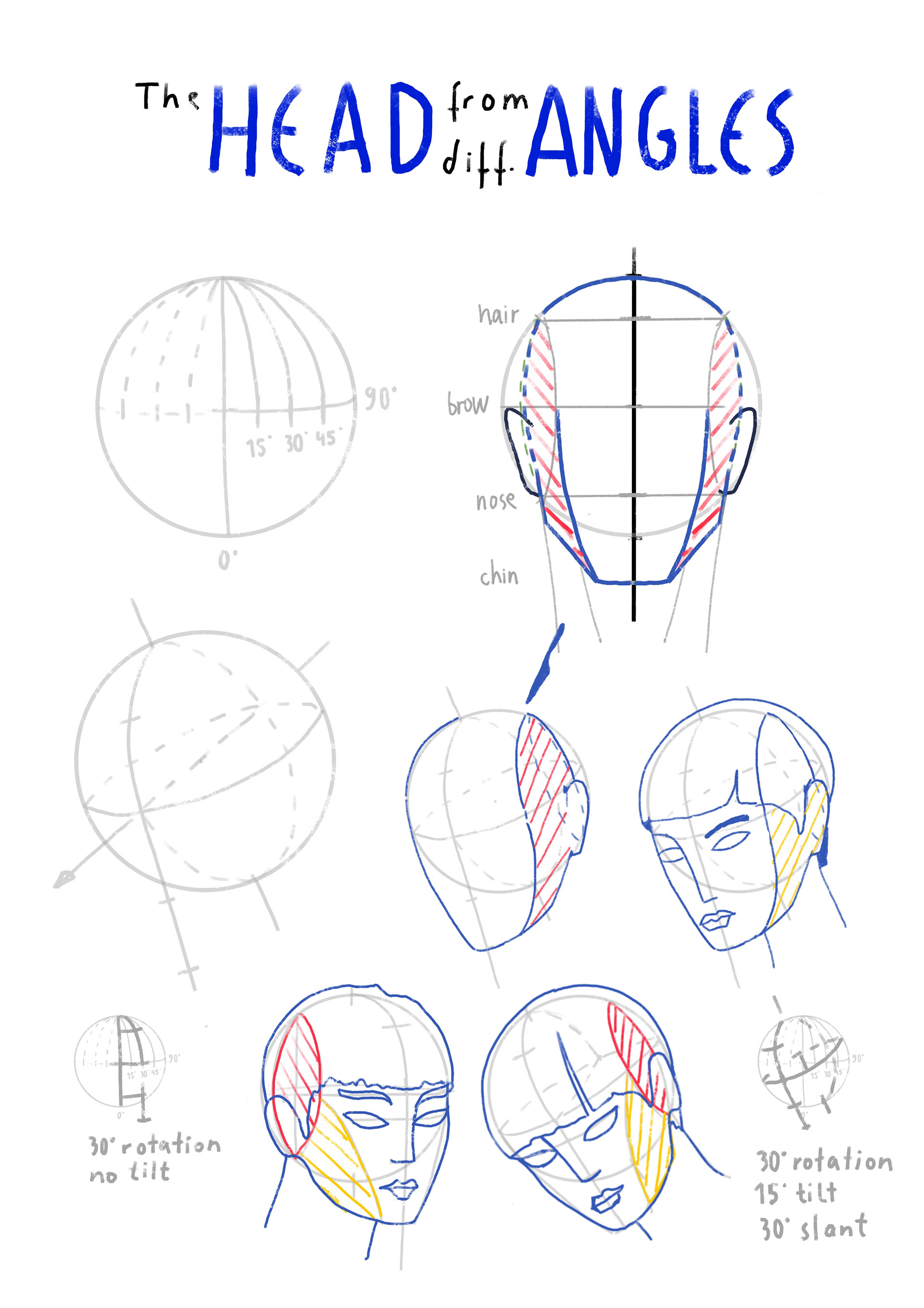 The Head from different Angles