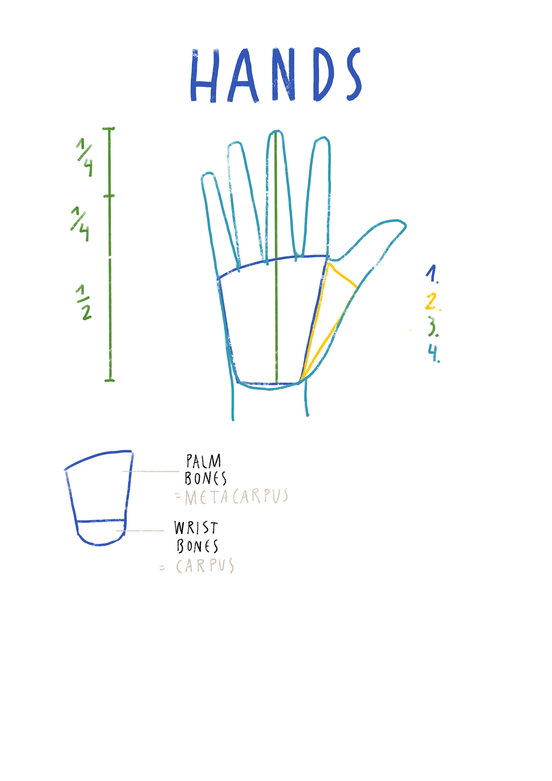 Drawing Hands: Proportions