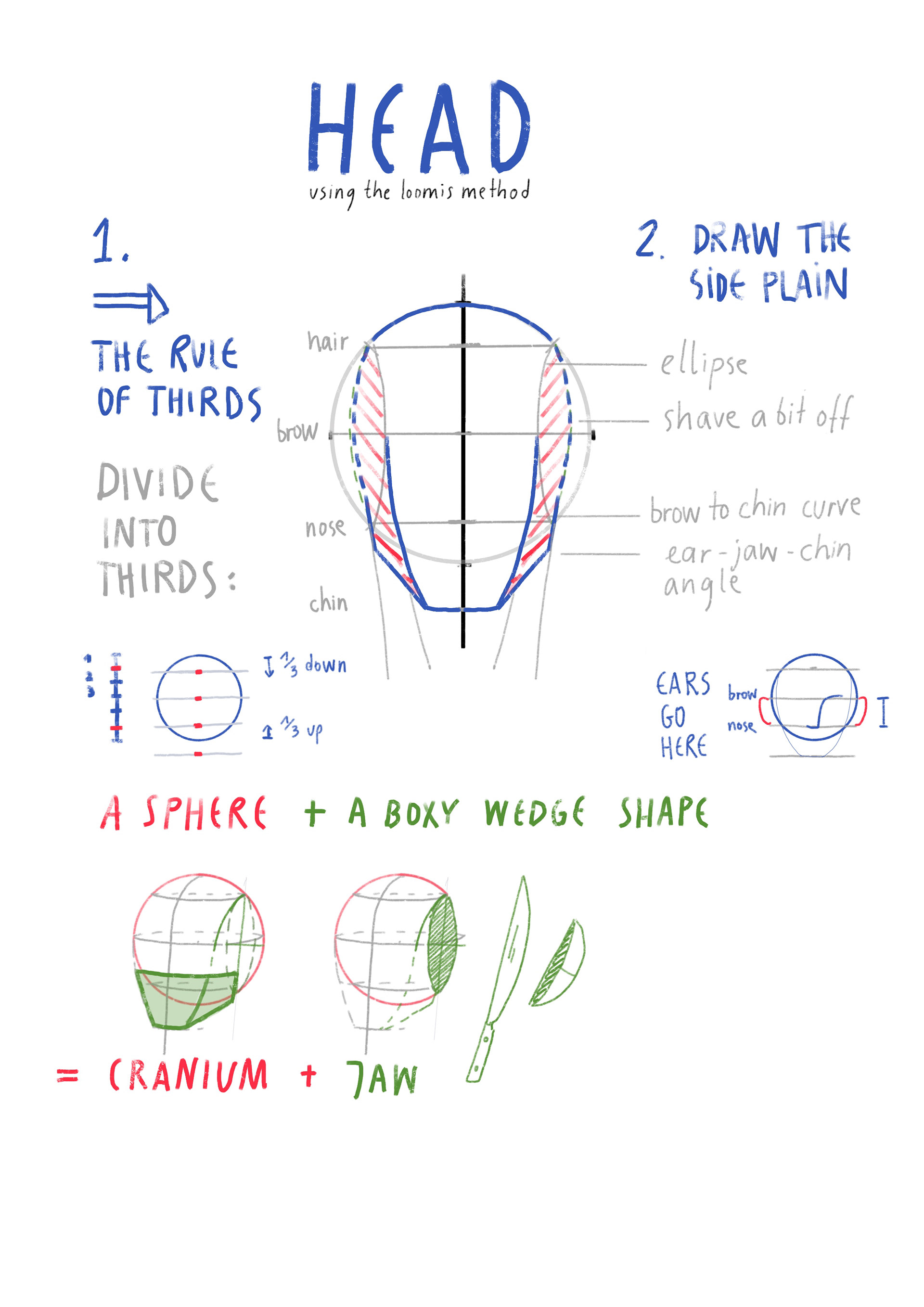 Drawing the Head: Proportions