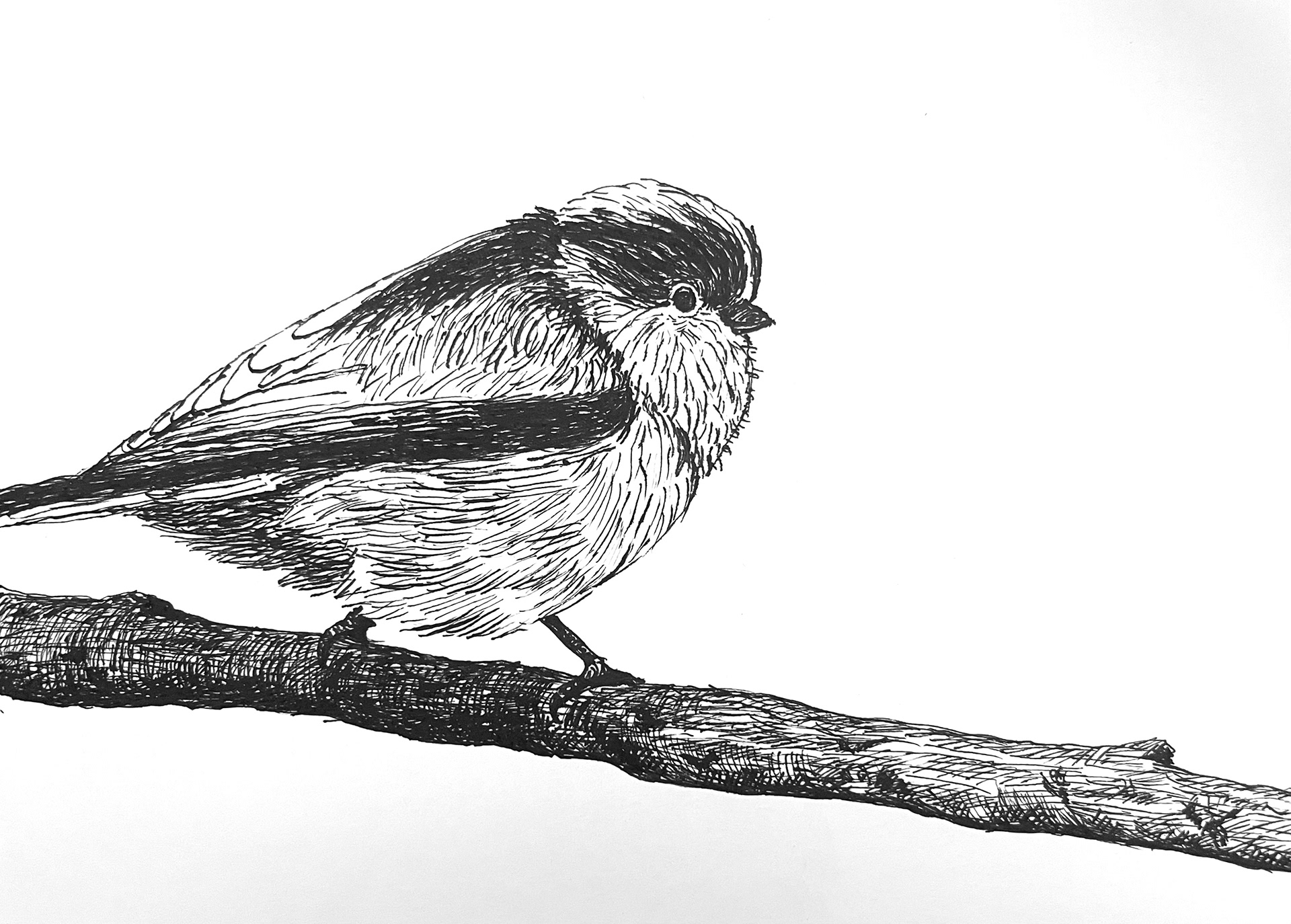 경기 광릉수목원 오목눈이, 종이에 펜, 19.5 x 14.5cm, 2022
