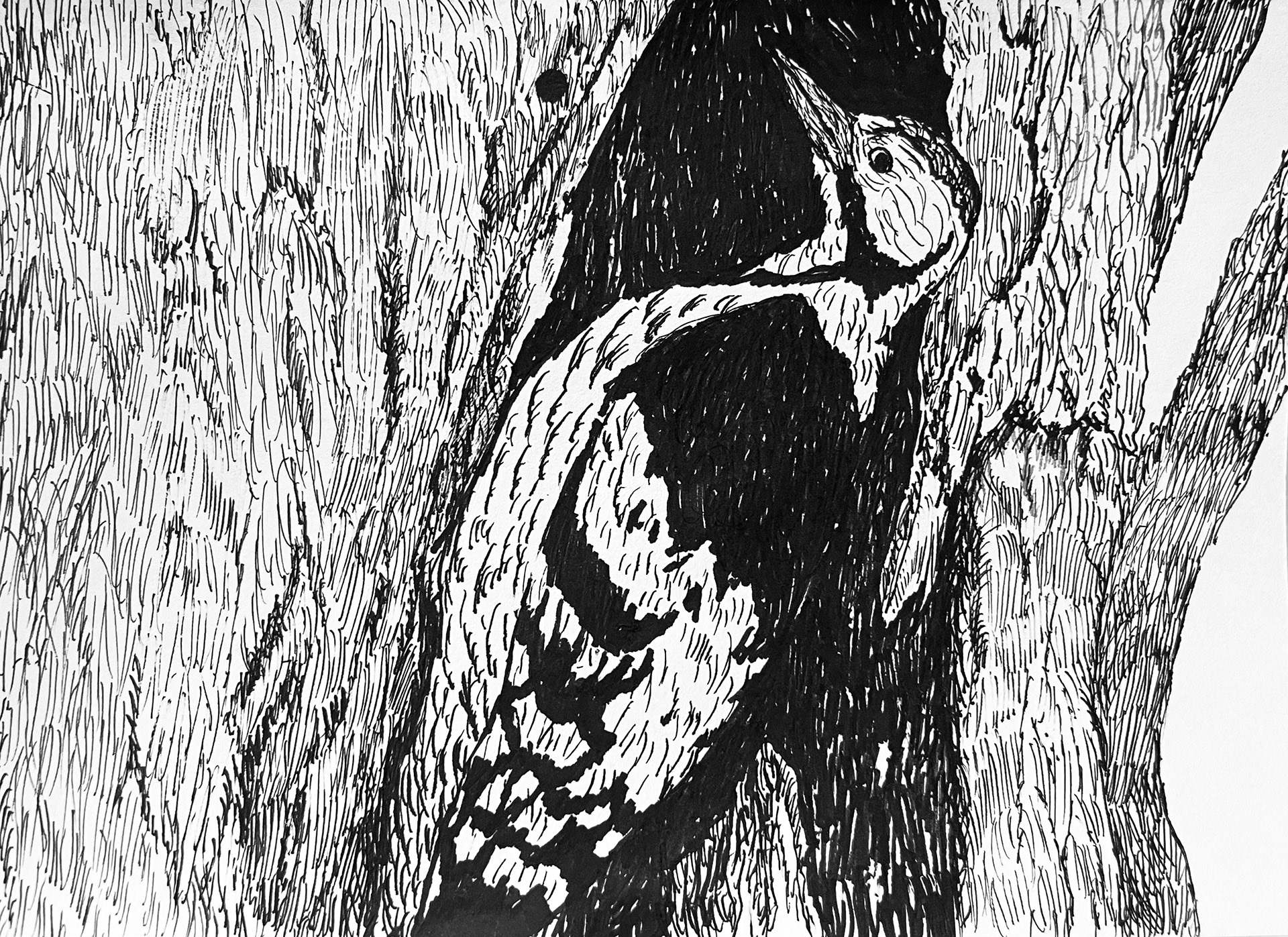 경기 광릉수목원 오색딱다구리, 종이에 펜, 19.5 x 14.5cm, 2022