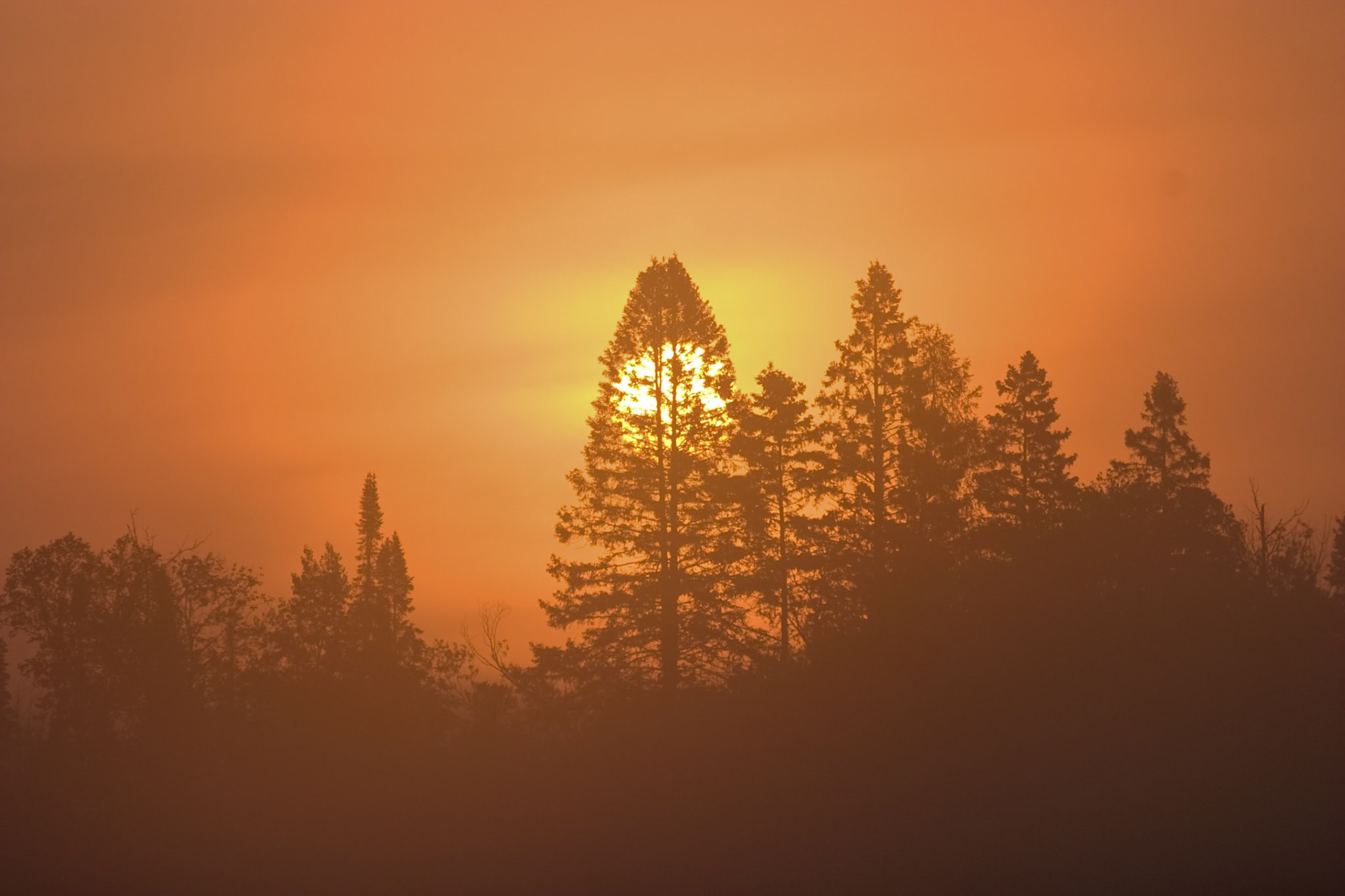 The rising sun backlights a ridge of pine trees on this early summer morning.