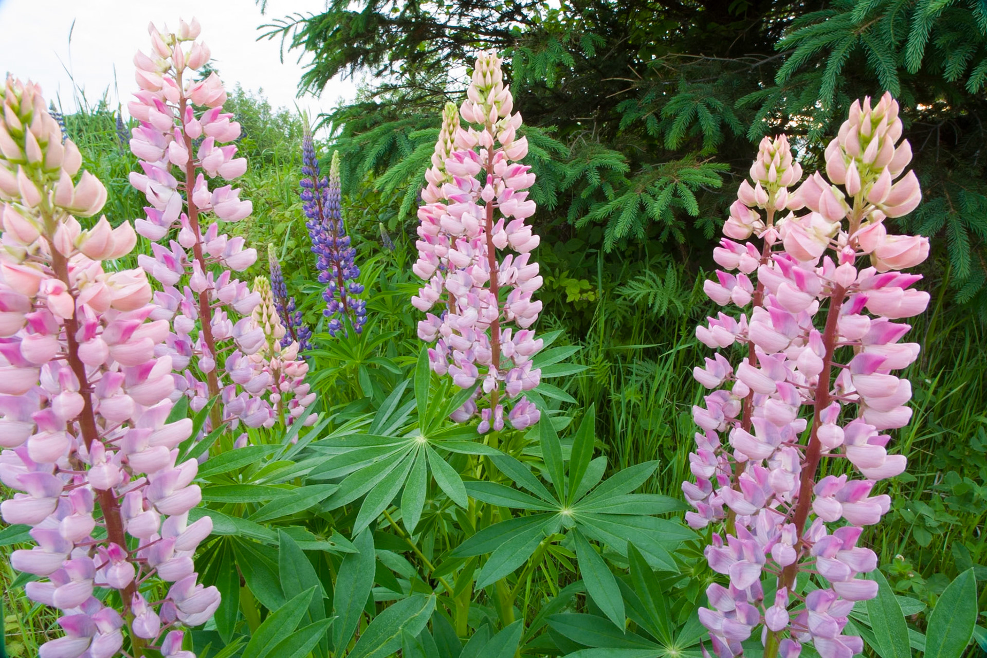 Lupines color the hillsides throughout the Lake Superior region. There arent too many flowers with the wild color combinations, eye-catching shape and tidy, compact growth habit of lupines. And why do you worry about clothes? See how the lilies of the field grow. They do not labor or spin. Yet I tell you that not even Solomon in all his splendor was dressed like one of these. (Matthew 6:28)
