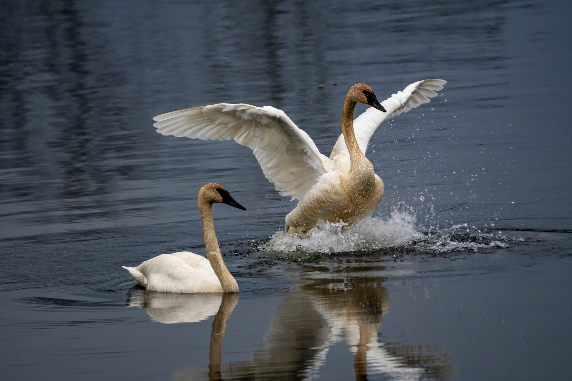 May 5 - Swans on the LakeshoreTrumpeter swans land for a rest as they pass through the northland on their flight north to Canada.These beautiful birds are the largest waterfowl species native to North America. They can weigh up to 30 pounds and have wingspans of up to 8 feet!"Look at the birds of the air; they do not sow or reap or store away in barns, and yet your heavenly Father feeds them. Are you not much more valuable than they?" - Matthew 6:26This verse encourages us to trust in God's provision for our lives. If He takes care of the birds, He will surely take care of us, who are much more valuable to Him.