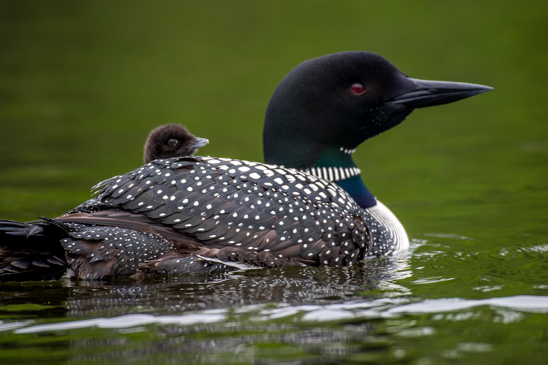 Common Loon