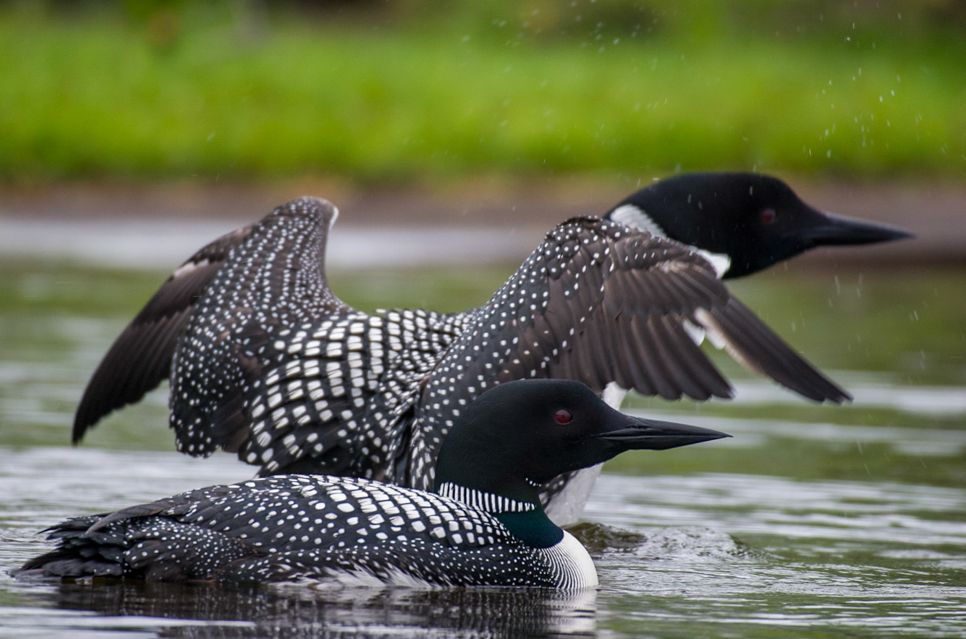 Common Loon