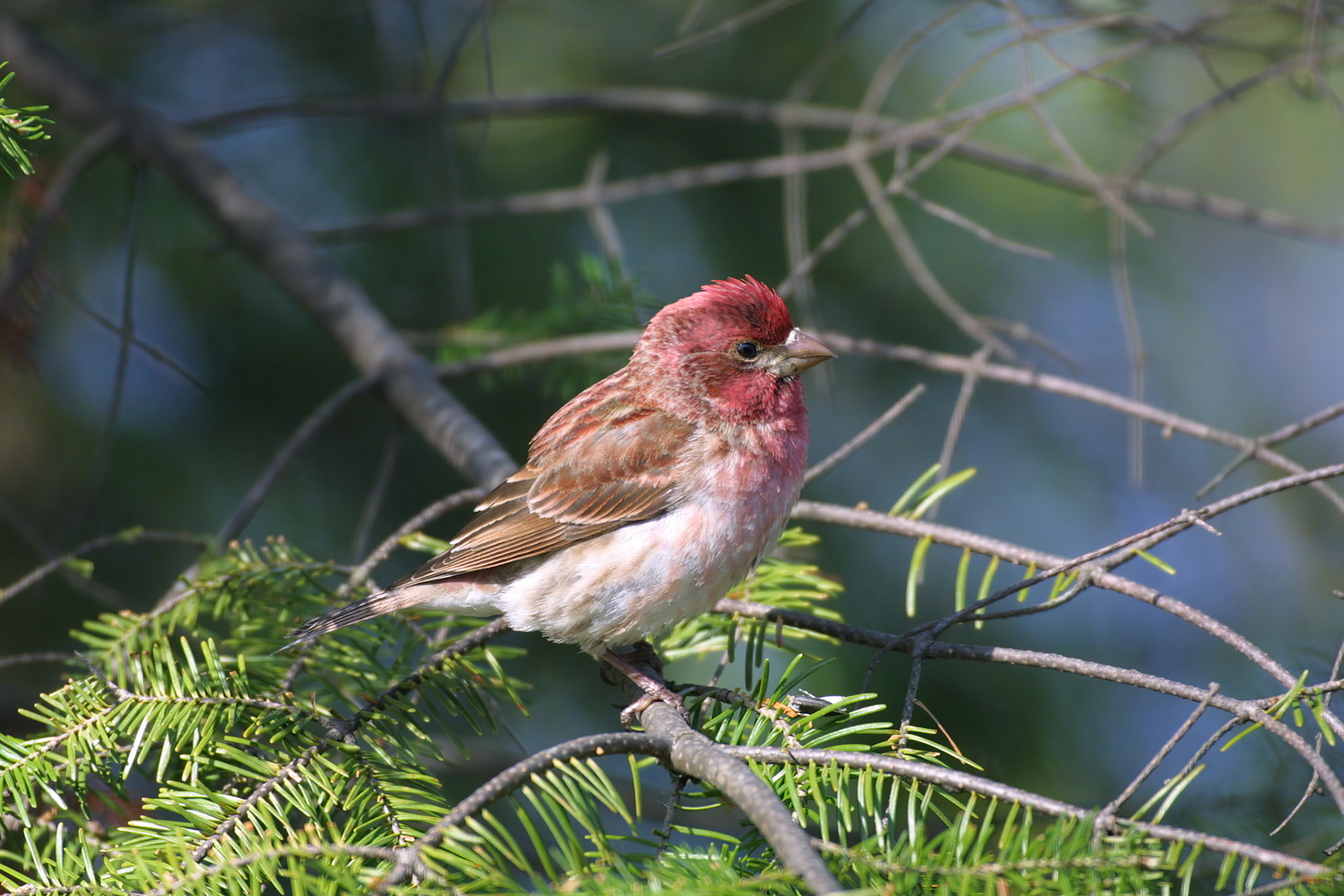 May 13 - Common RedpoleThe tiny Redpole travels in flocks and sings all day long. During winter, these happy little birds tunnel into the snow to stay warm during the night. Tunnels may be more than a foot long and 4 inches under the insulating snow.A Psalm for giving thanks. Make a joyful noise to the Lord, all the earth! Psalm 100:1