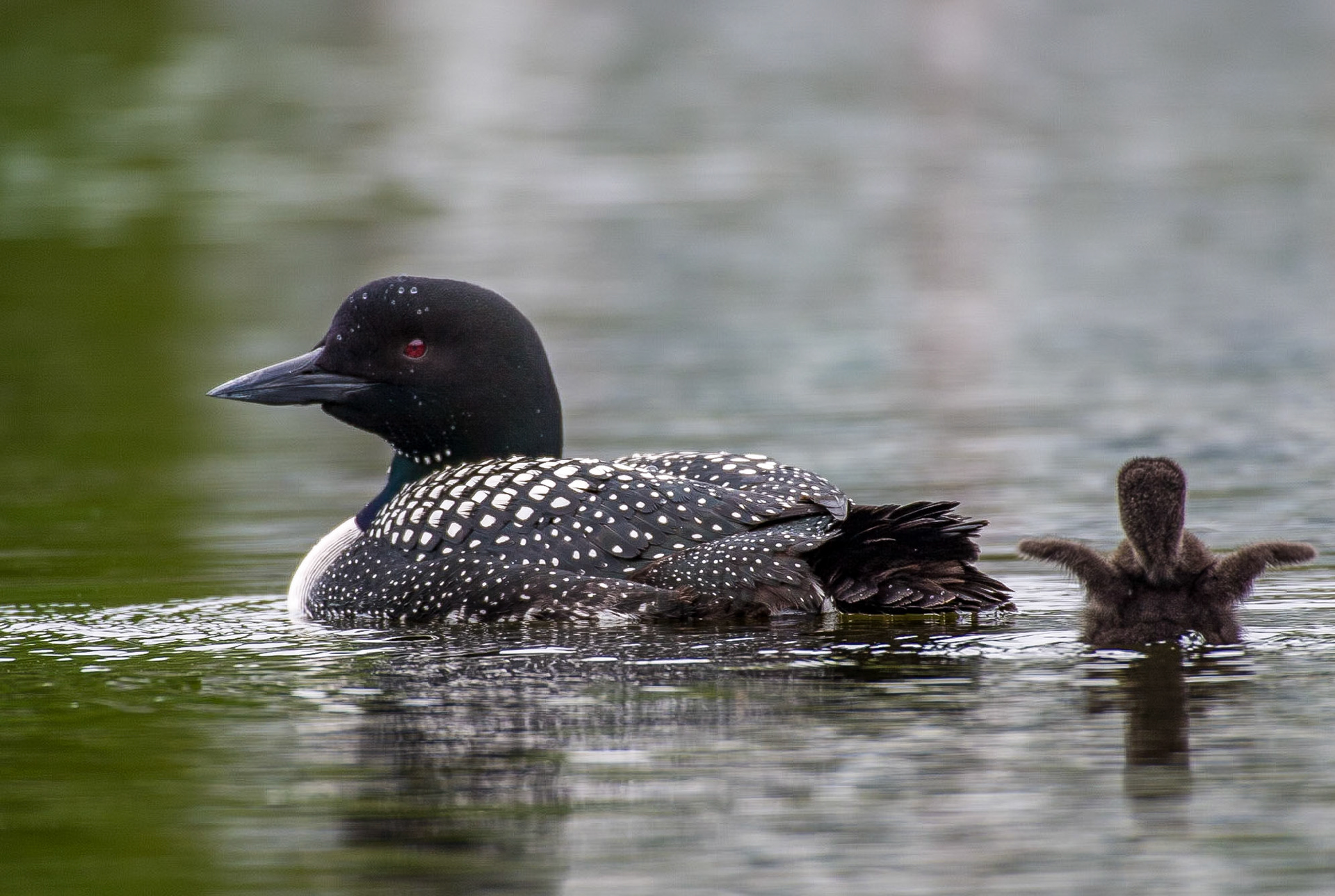 Common Loon