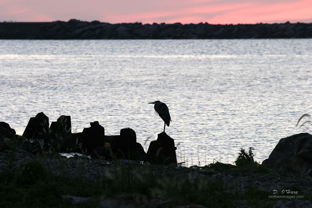 A Great Blue Heron watches for an early morning snack in the waters of Lake Superior near Superior Entry.