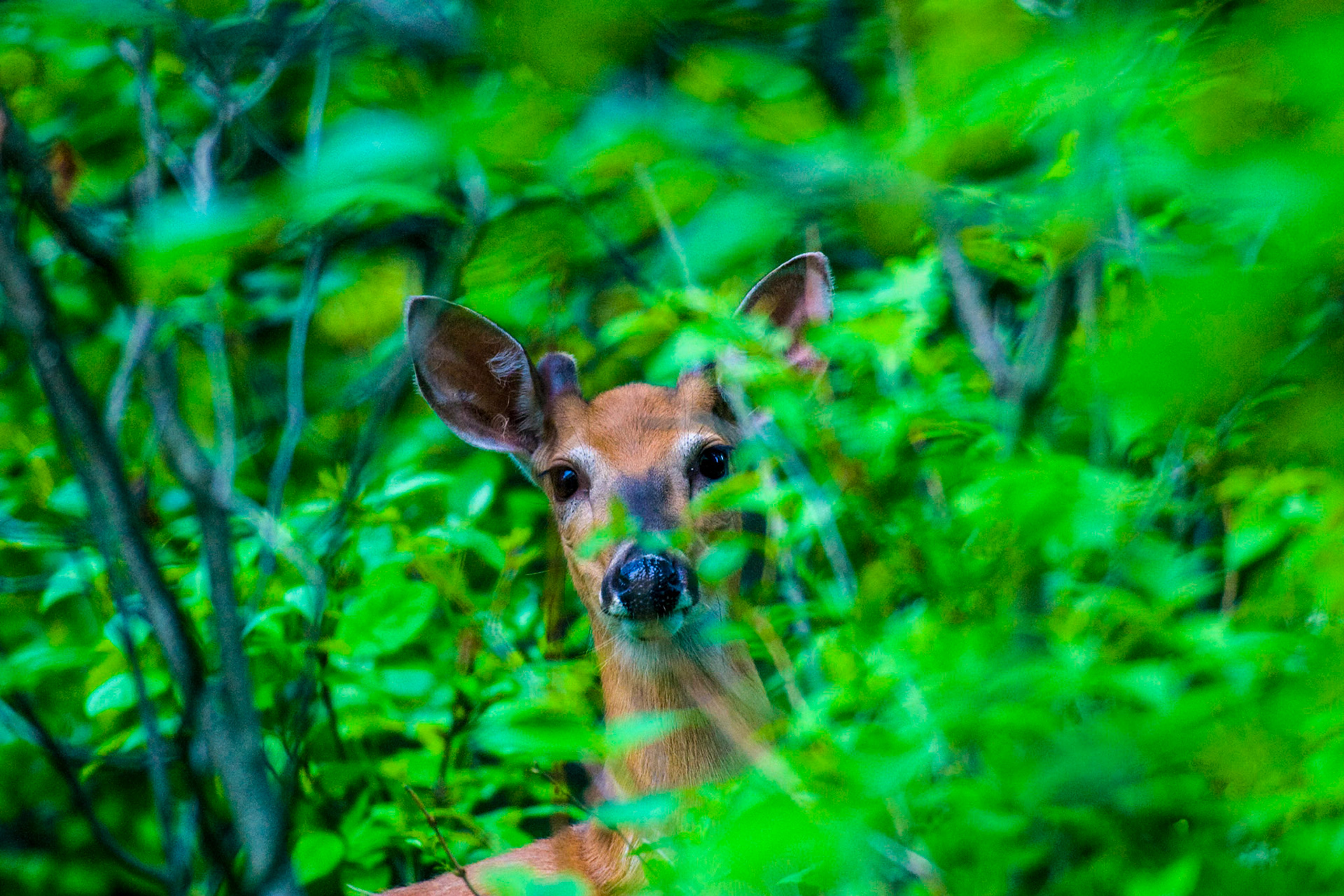 June 21 - Shy Guy!A curious whitetail deer peeks out behind a branch to look into a camera lens.As a deer pants for flowing streams, so pants my soul for you, O God. My soul thirsts for God, for the living God. Psalm 42-1God created the hidden beauty within the forest for our pleasure and His glory!