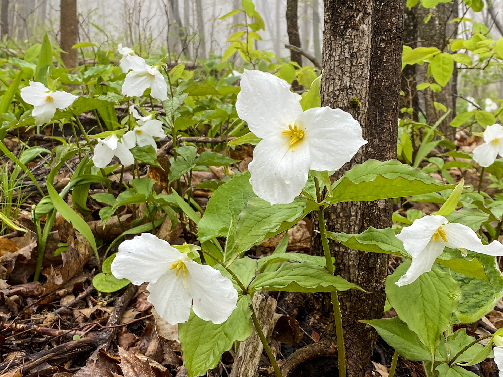 Trilliums cover the forest floor during late May and continue the procession of wildflower.