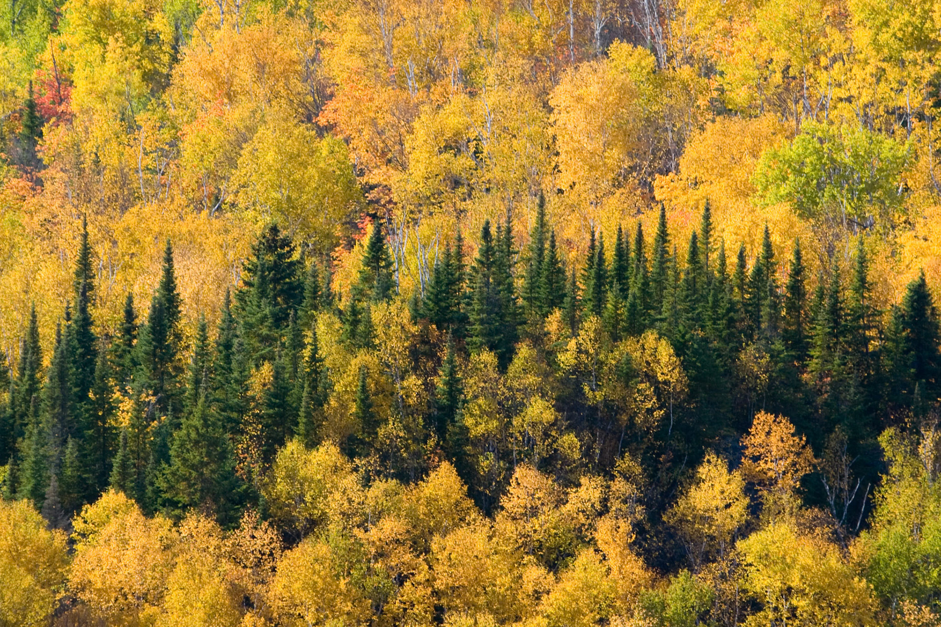 Autumn in the Northland comes early with the first leaves beginning to change by late August. The landscape is in full autumn beauty by late September and colors peak by early October. There is no season so beautiful in the Northland as when the blazing colors of Autumn cover the hillsides and reflect into the streams and lakes.